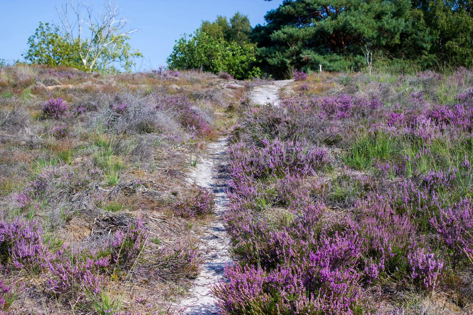 Heathland in National Park Maasduinen in the Netherlands