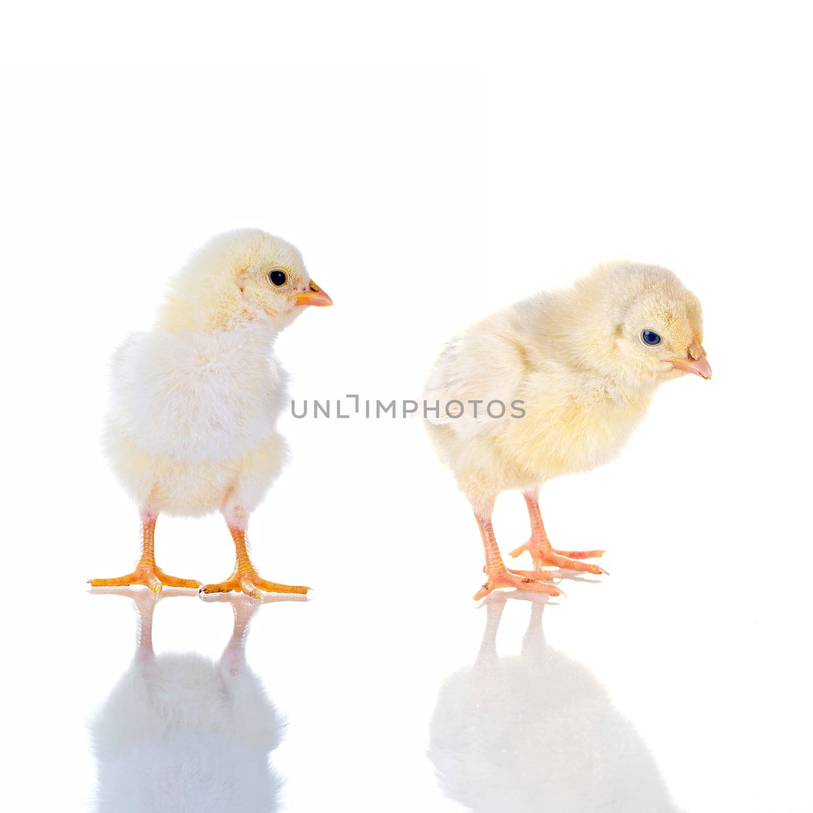 Photo of two cute baby chick, with reflection, over white background. concept: thinking!