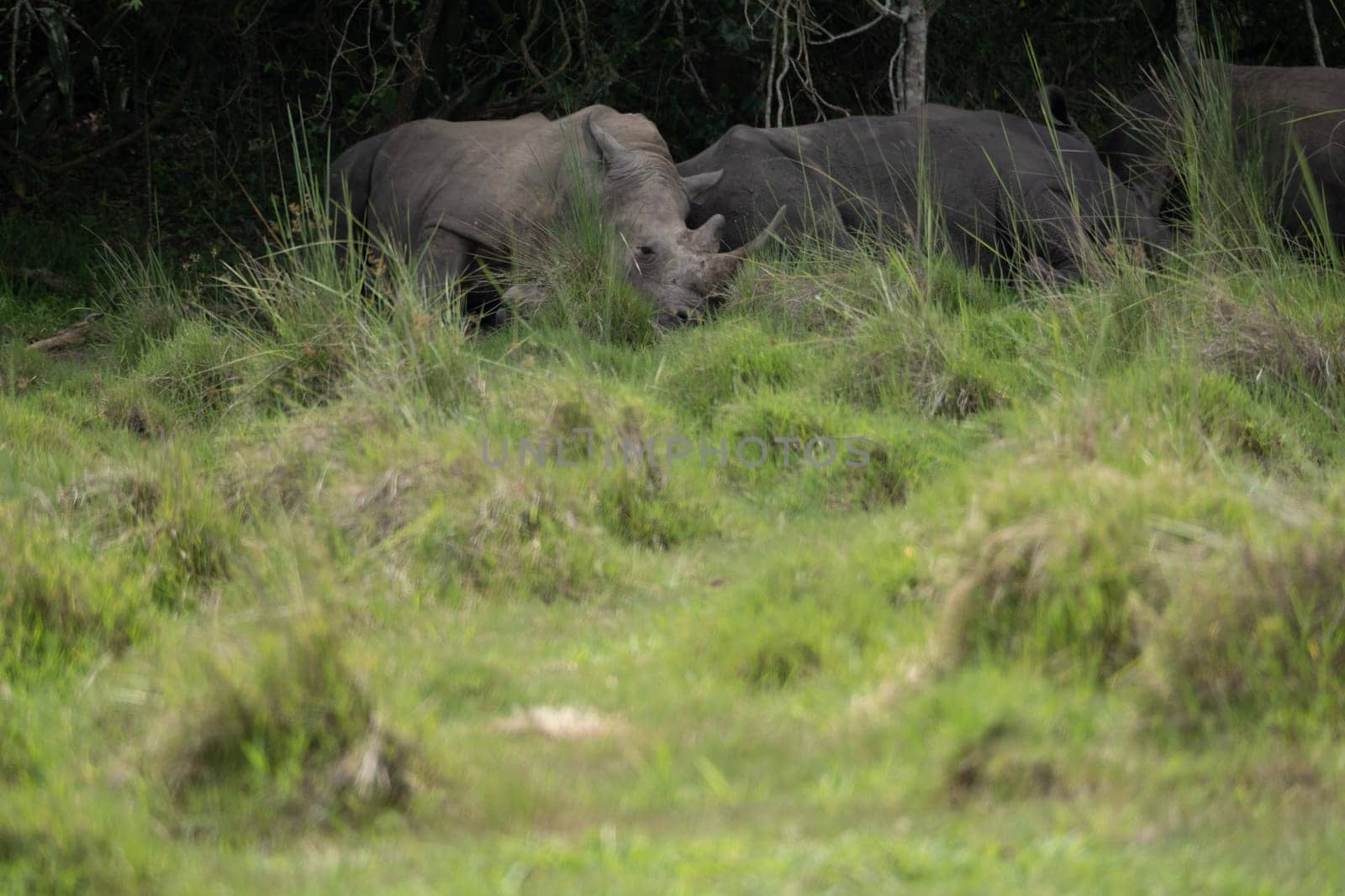 rhino in protected area in national park, Uganda