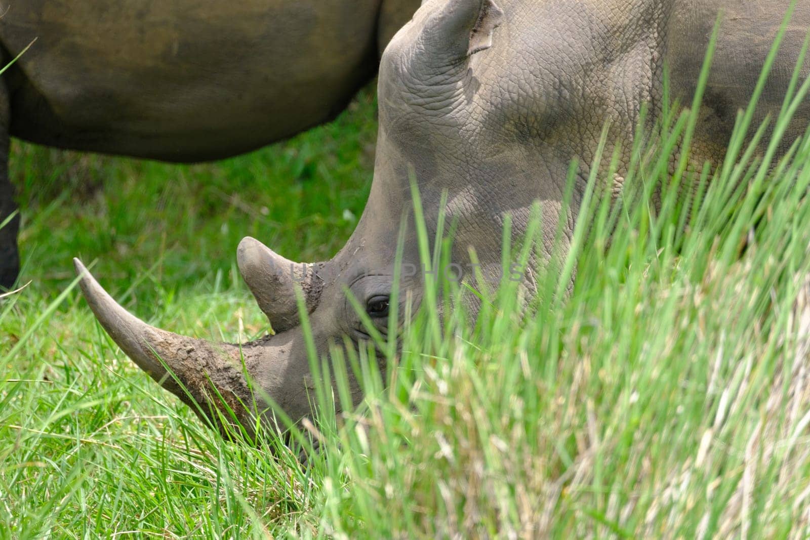 rhino in protected area in national park, Uganda