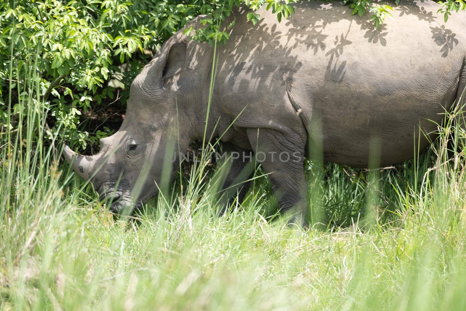 rhino in protected area in national park, Uganda