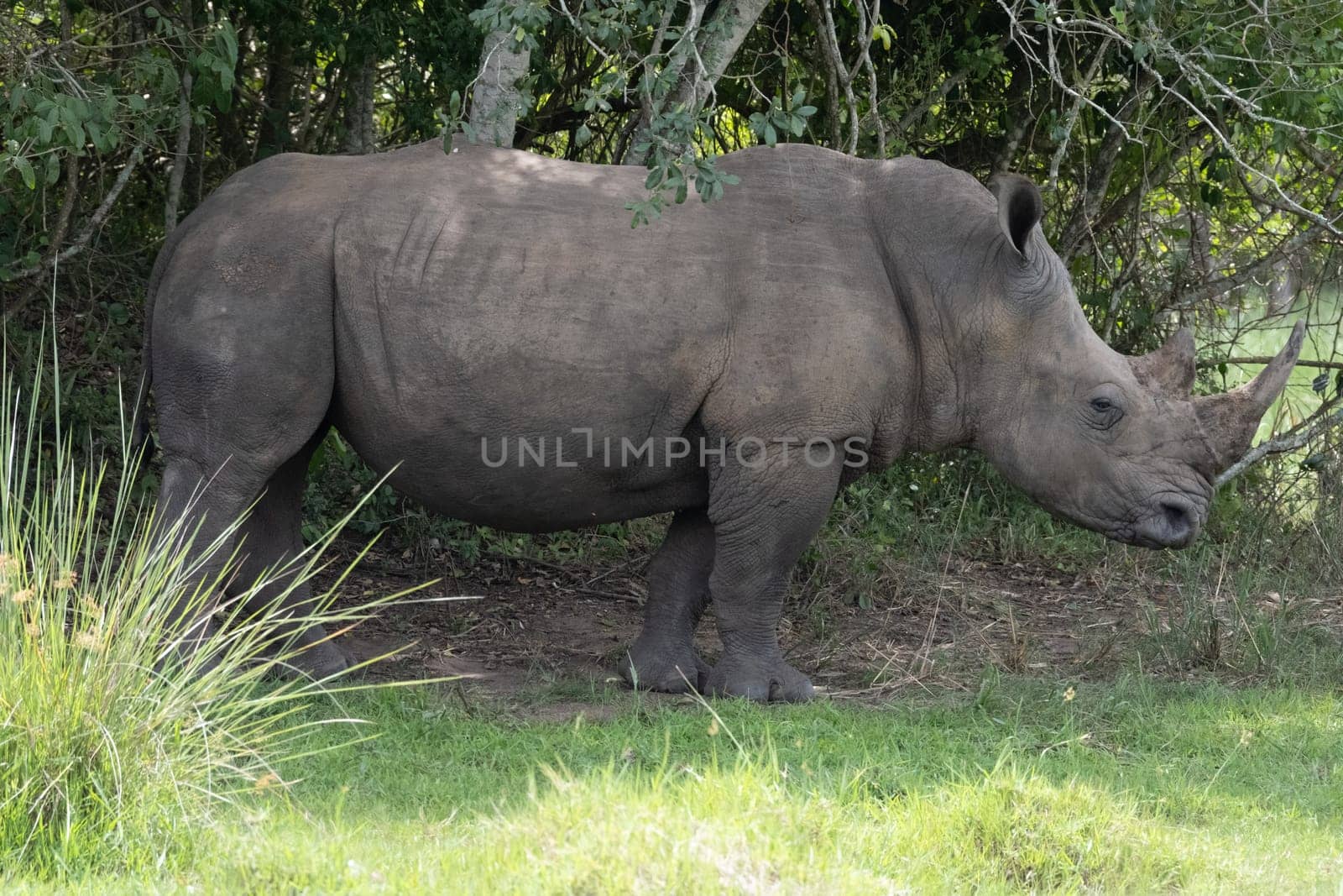 rhino in protected area in national park, Uganda