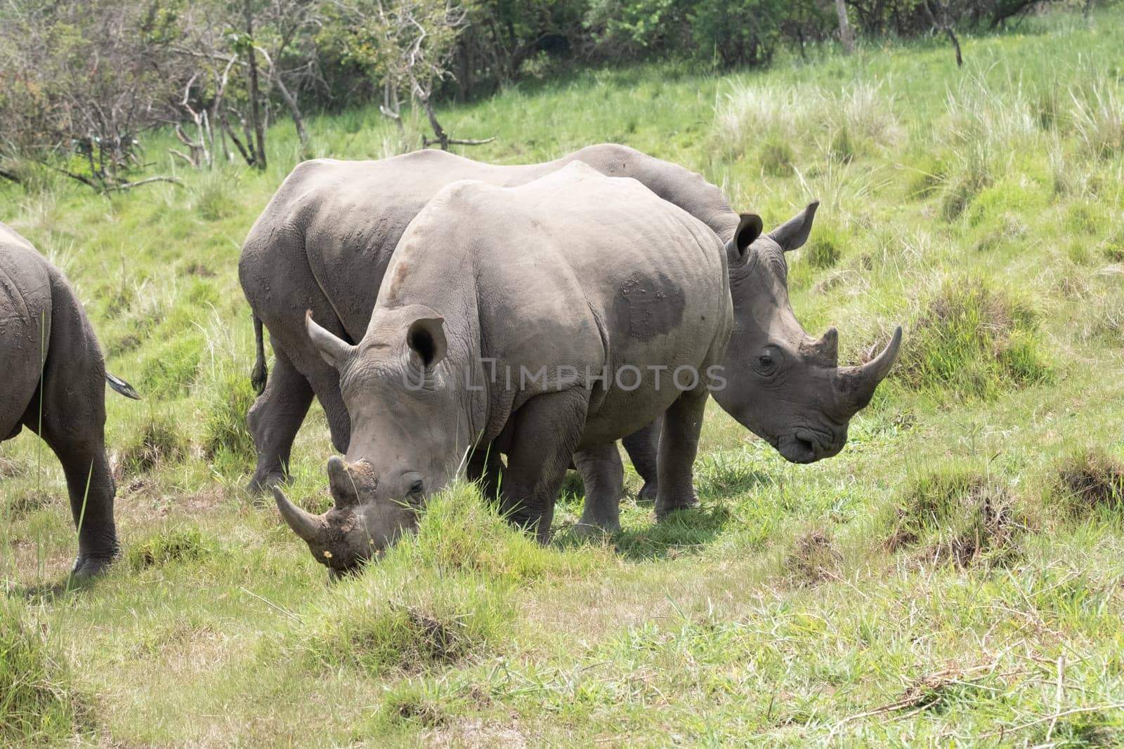 rhino in protected area in national park, Uganda
