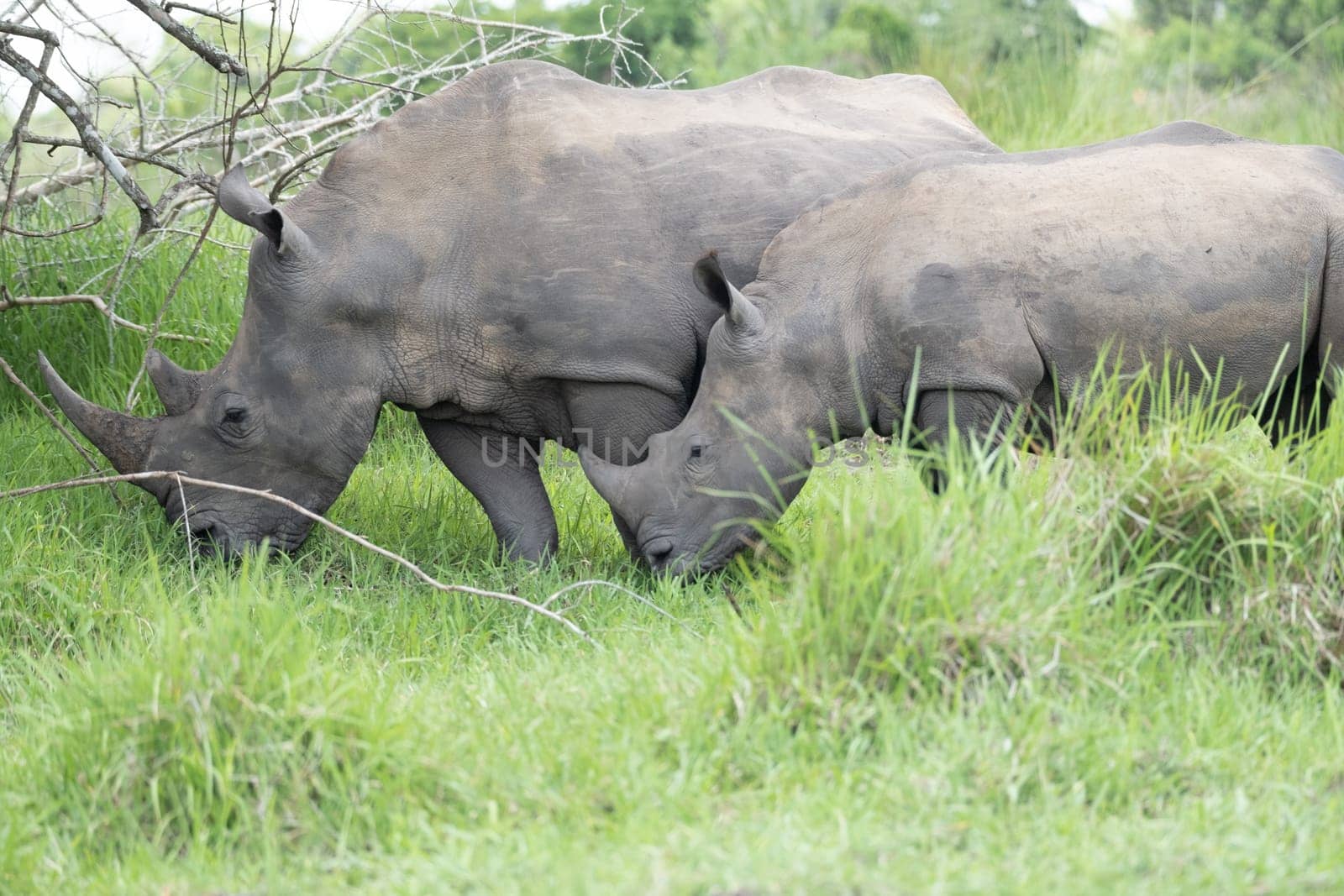 rhino in protected area in national park, Uganda