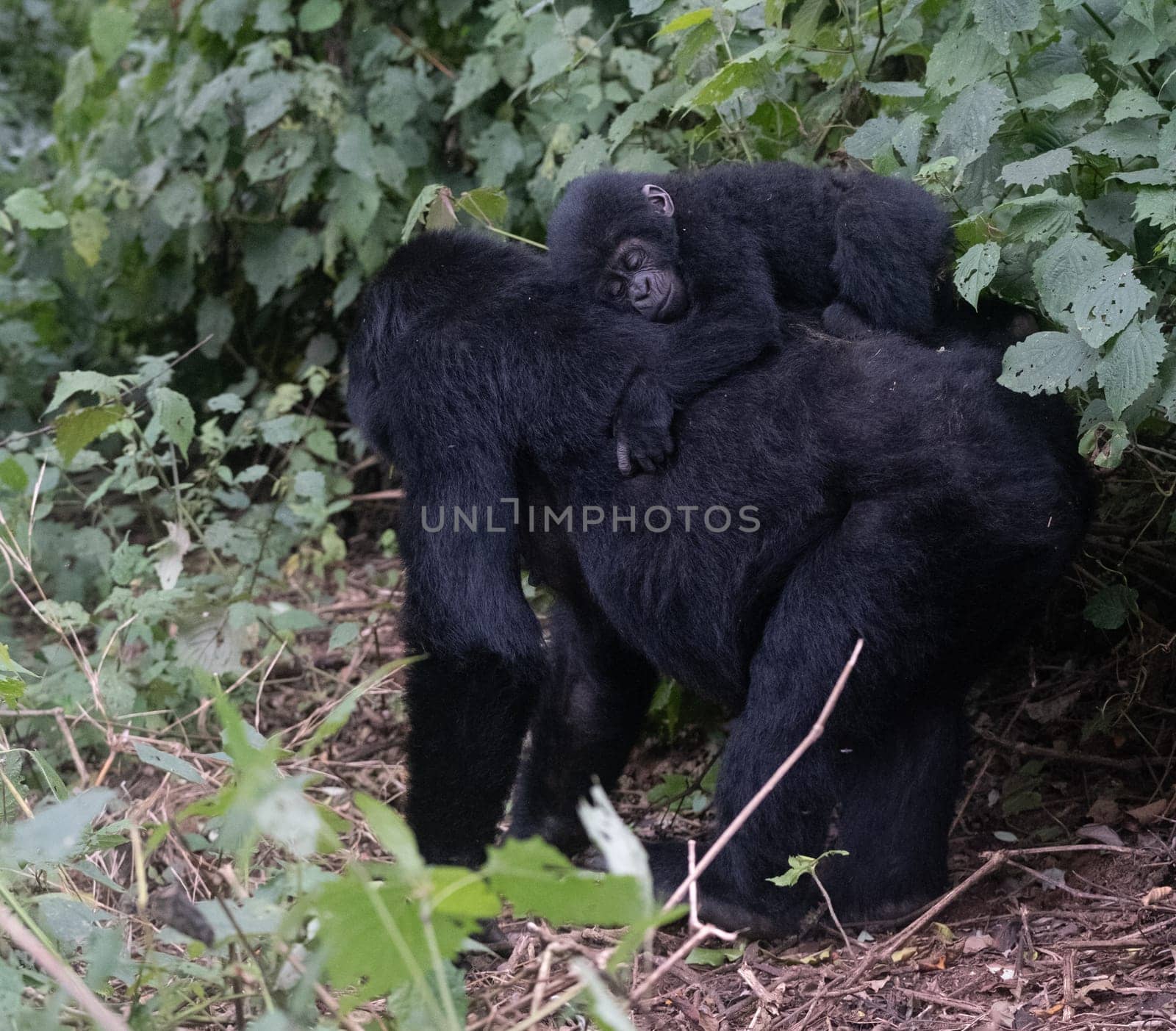 great silverback Mountain Gorilla, in the Bwindi National Park in Uganda.
