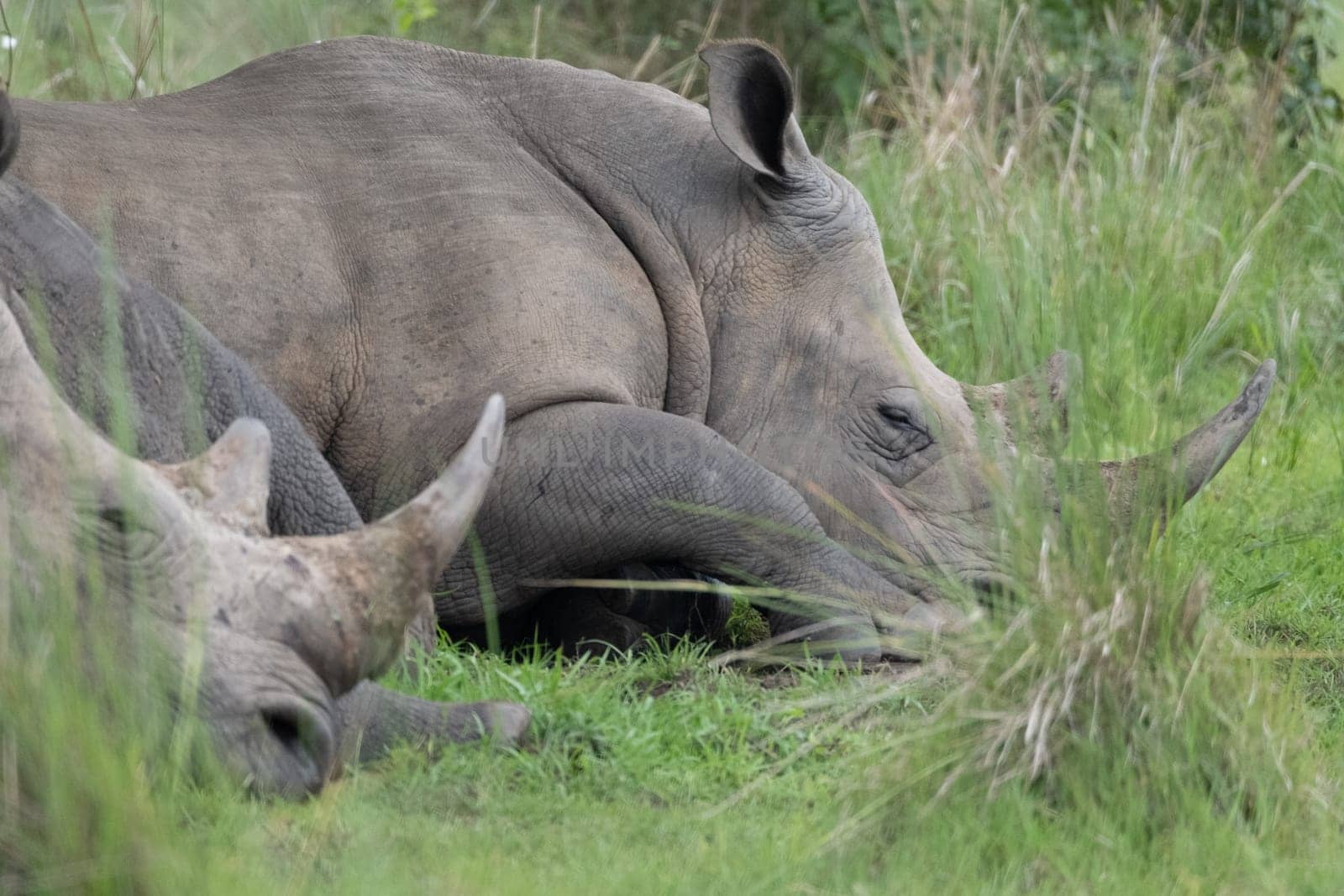 rhino in protected area in national park, Uganda