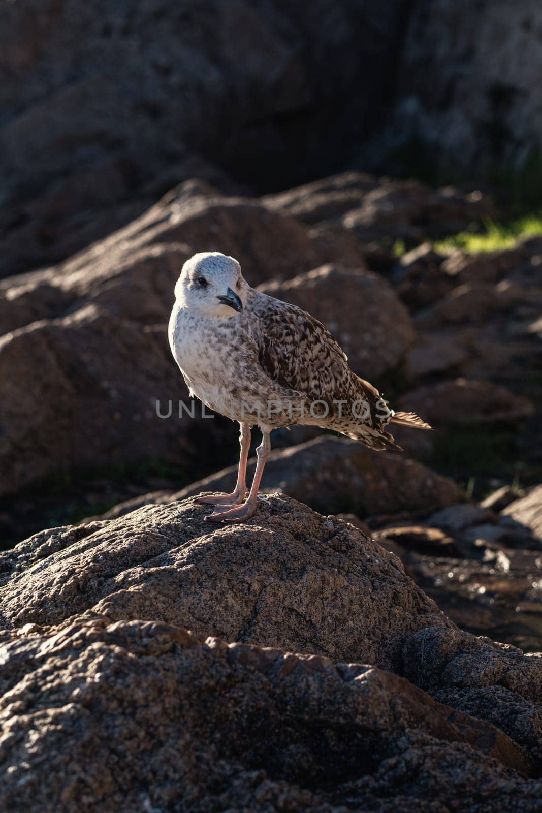 A seagull looking in the direction of the camera, perched on the rocks. Side light from the sunrise.