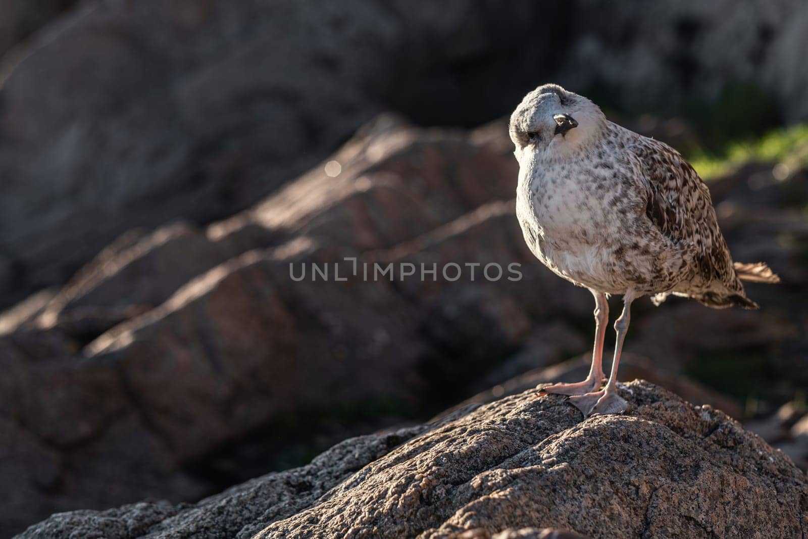 A seagull looking in the direction of the camera with an apparent quizzical expression. Shallow depth of field, copy space for text.