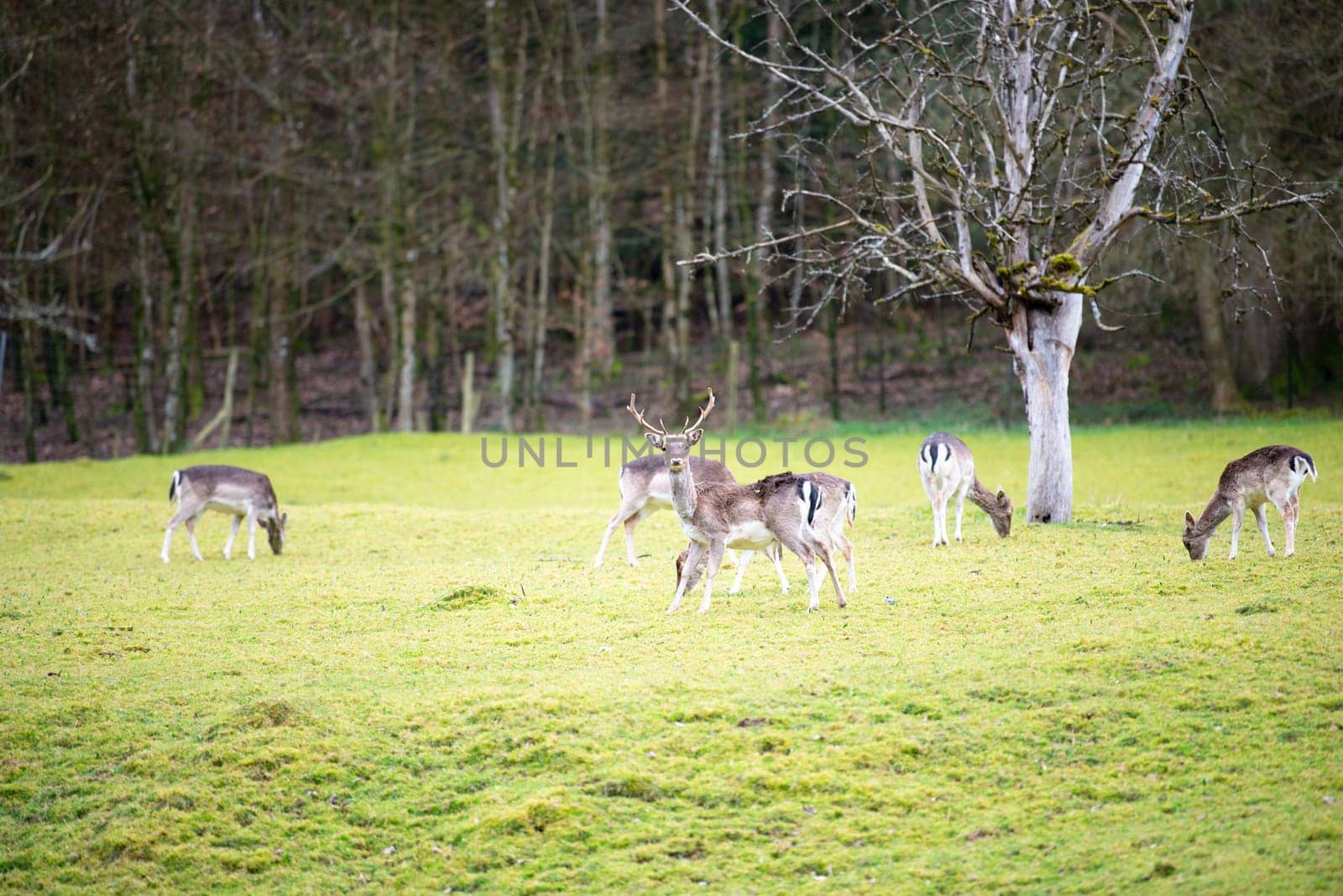 Red deer stag with antlers in spring, black forest in Germany, wildlife in the woodland