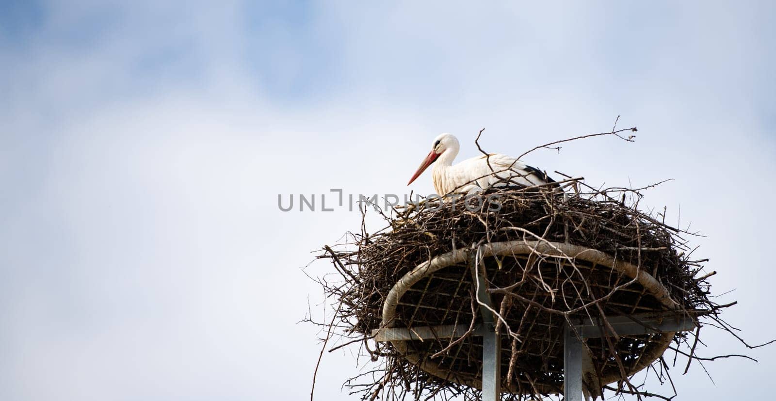 Couple white storks on the nest, stork breeding in spring, ciconia, Alsace France, Oberbronn