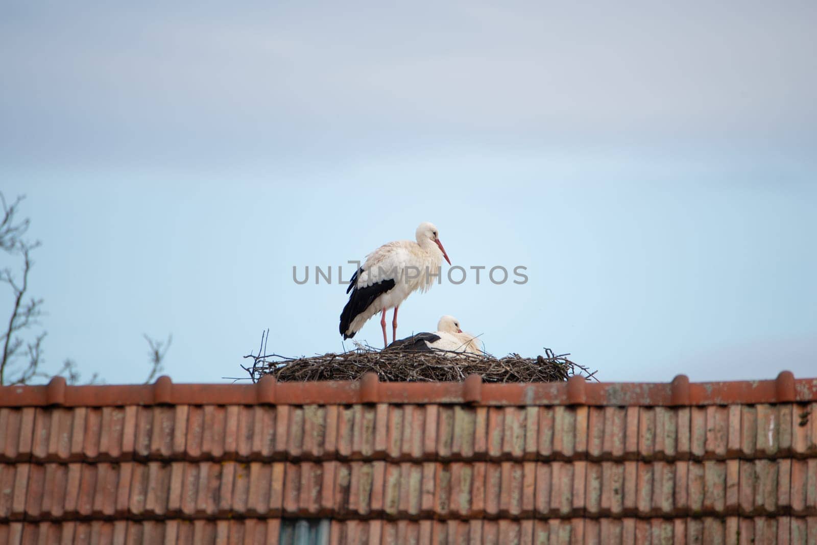 Couple white storks on the nest, stork breeding in spring, ciconia, Alsace France, Oberbronn