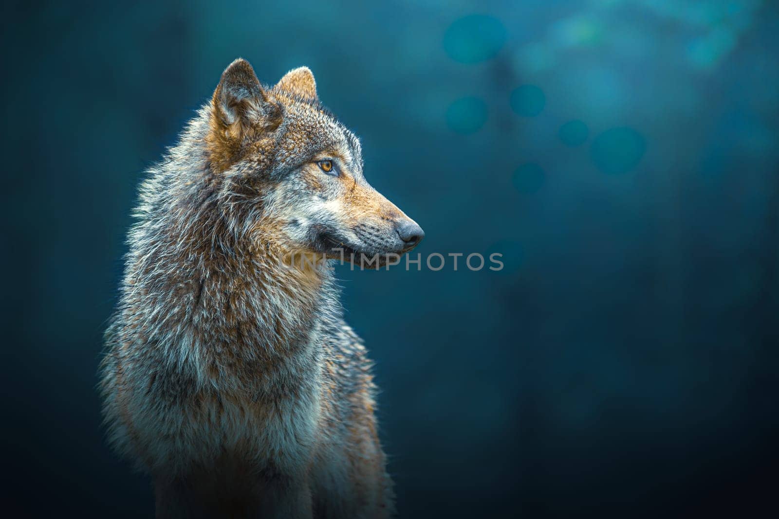 Sideways portrait of a Gray wolf - Canis Lupus - also known as timber wolf, in the forest