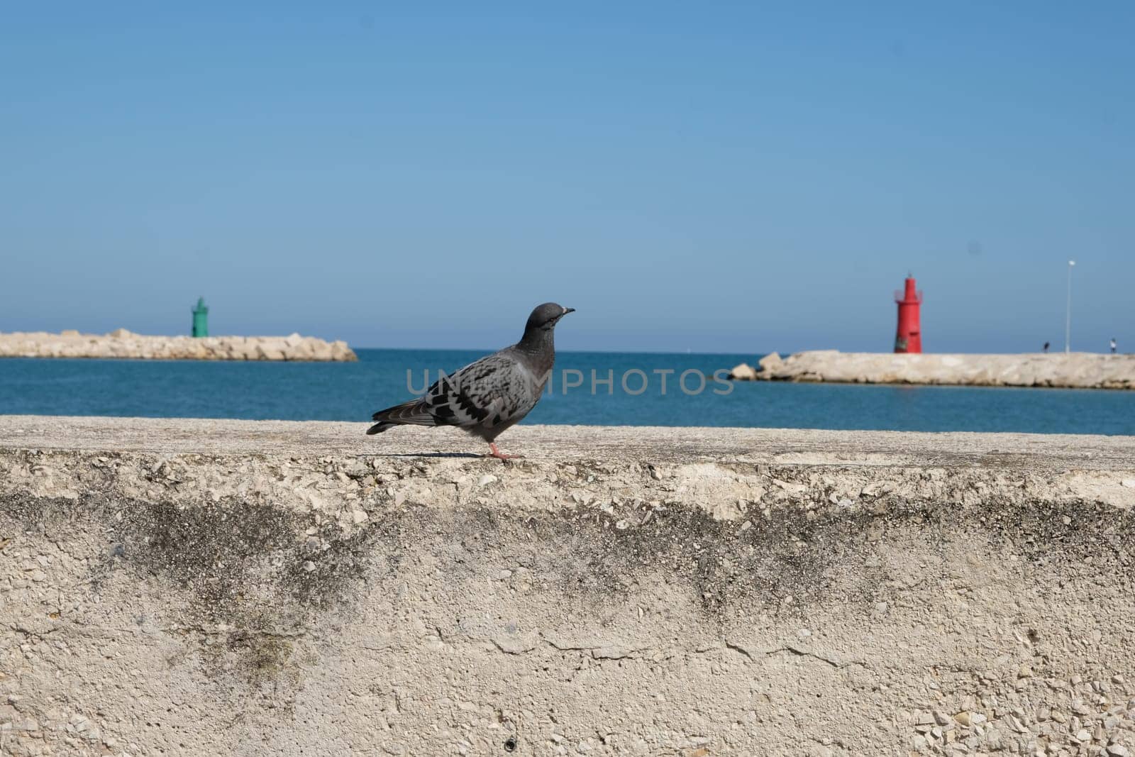 dove with the background of two lighthouses
