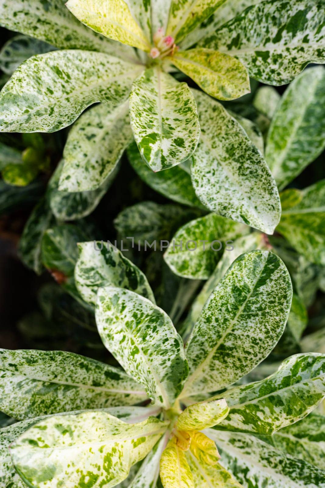 Beautiful polka dot plant background. Close up beautiful leaves texture with white and green.