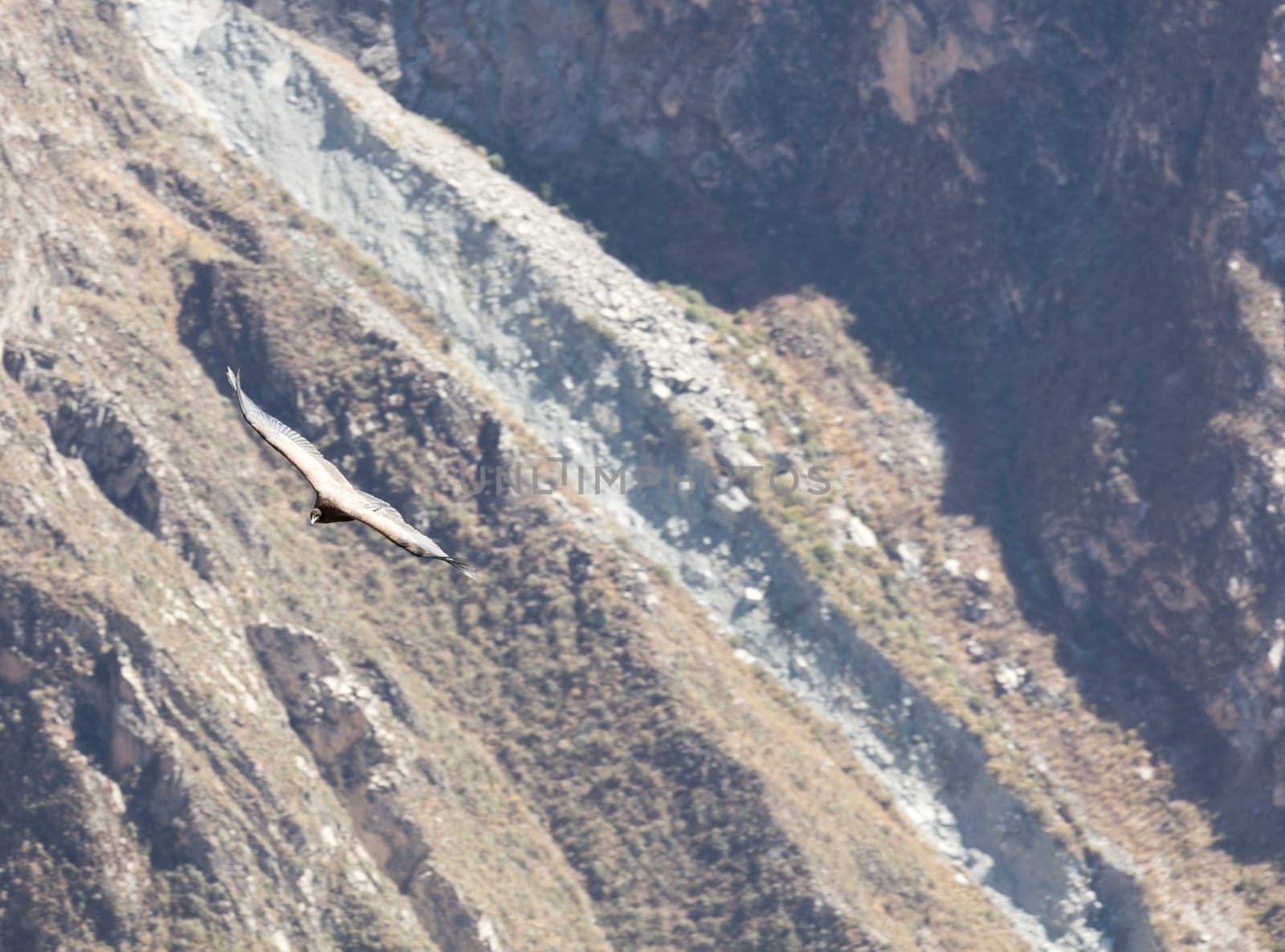 Condor flying above Colca canyon in Peru
