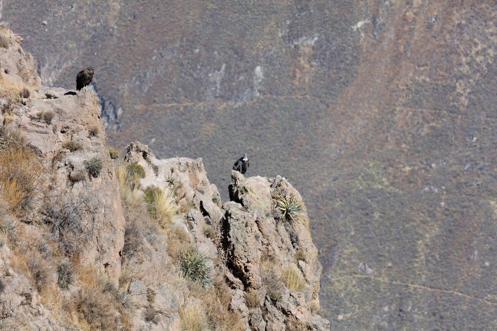 Condor flying above Colca canyon in Peru