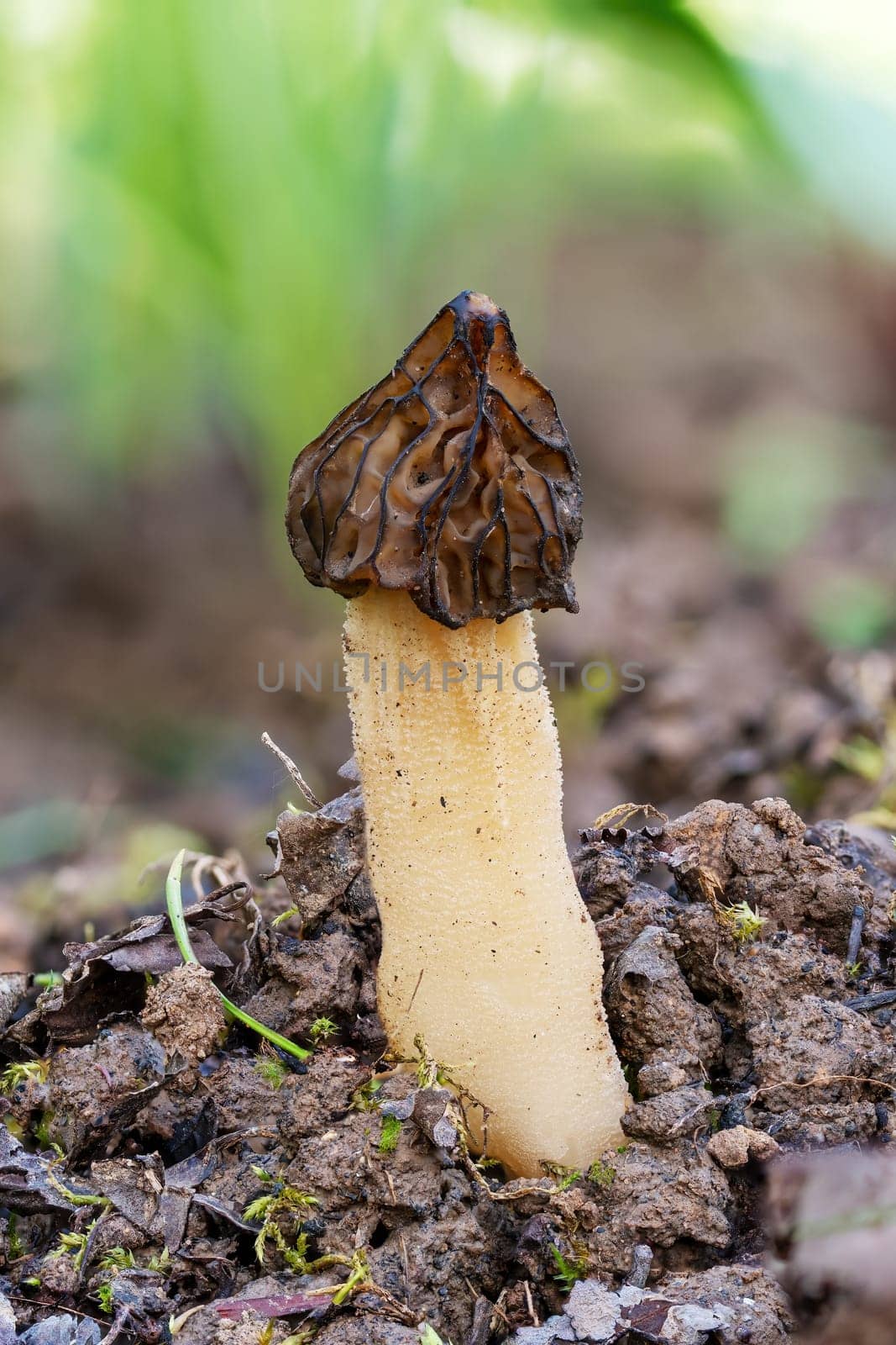 The Morel mushroom Morchella semilibera growing in the forest.