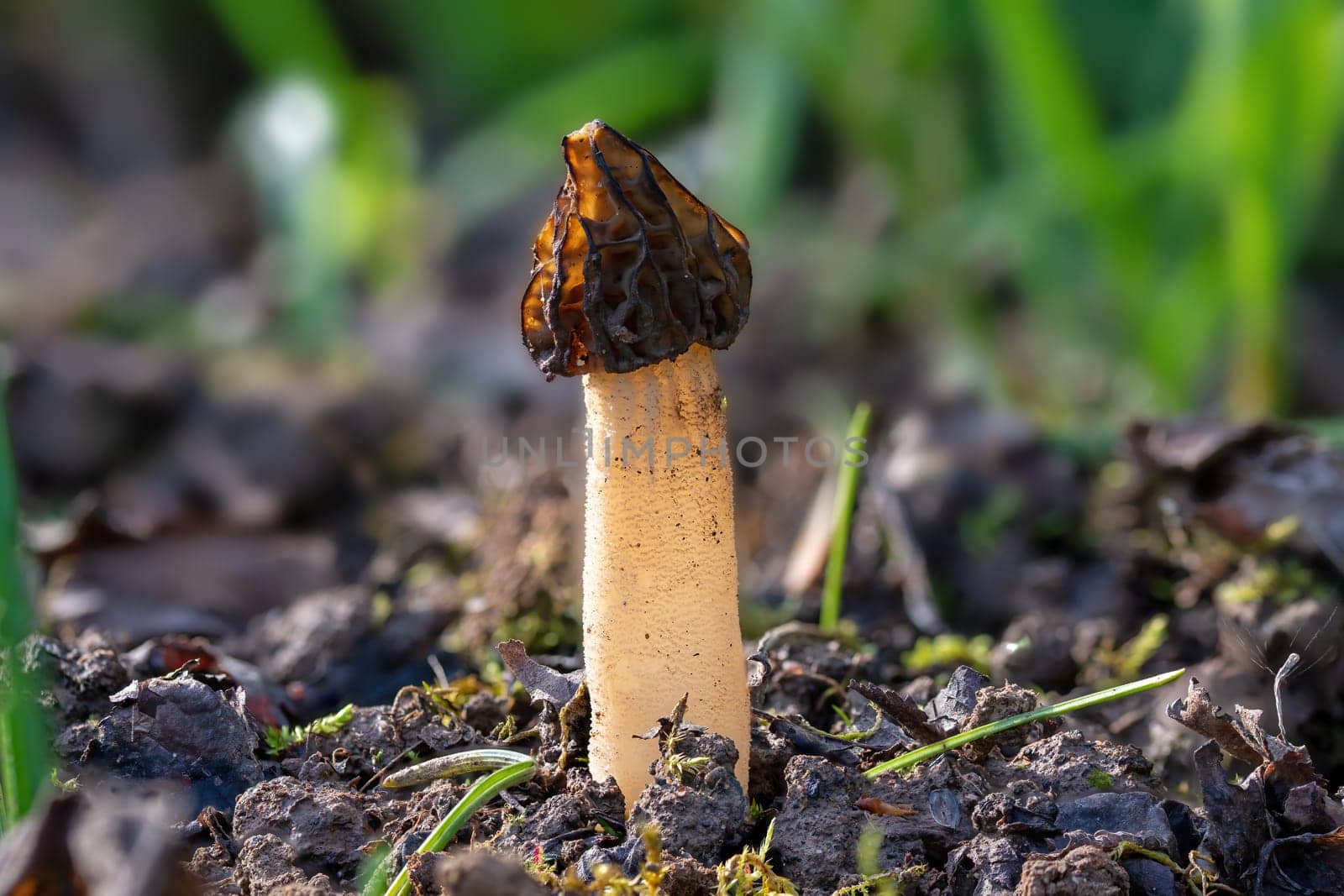 The Morel mushroom Morchella semilibera growing in the forest.