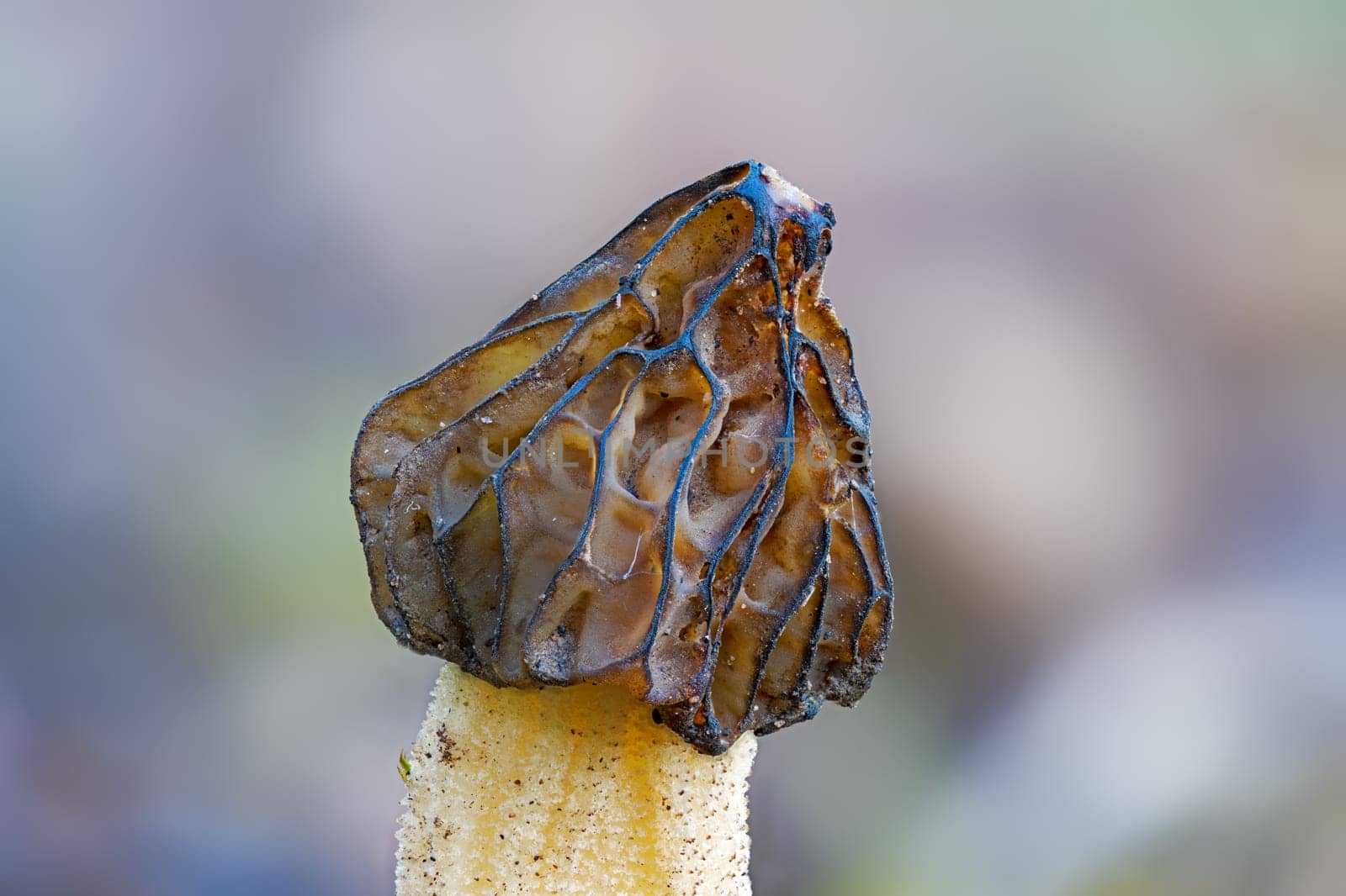 The Morel mushroom (Morchella semilibera) growing in the forest.