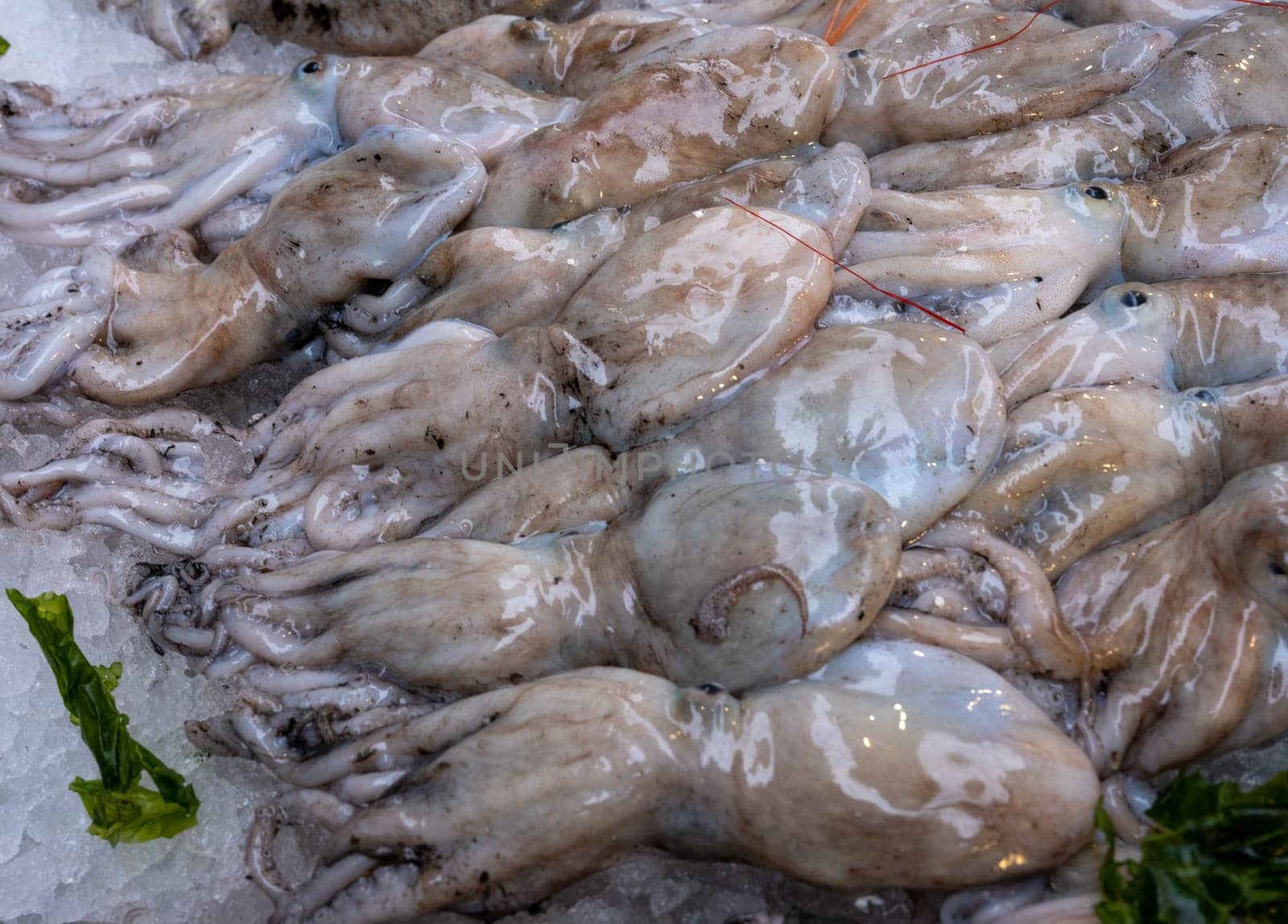 Medterranean fish exposed at open seamarket, Naples