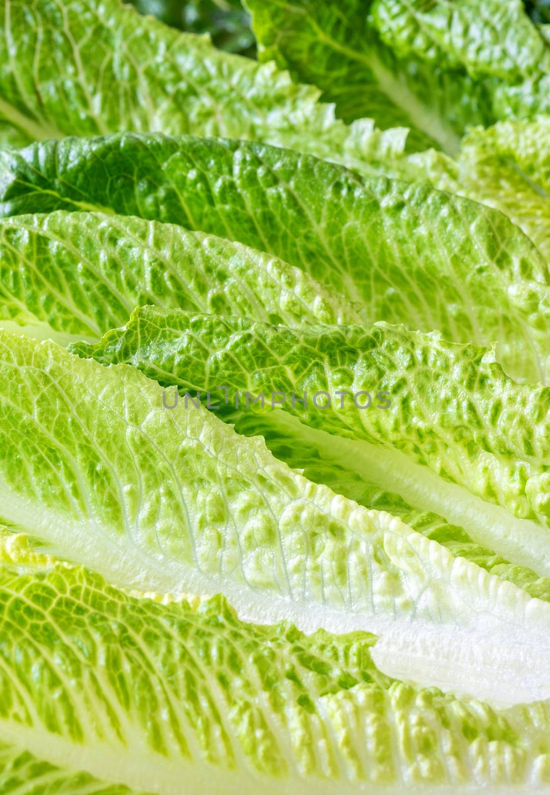 Fresh green romaine lettuce leaves close up