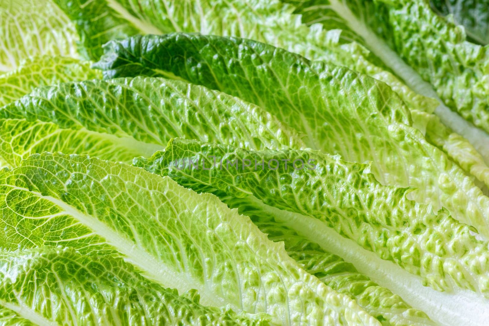 Fresh green romaine lettuce leaves close up