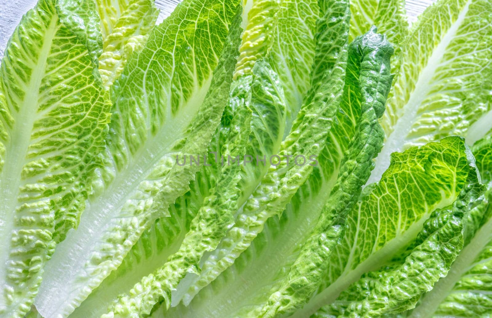 Fresh green romaine lettuce leaves close up