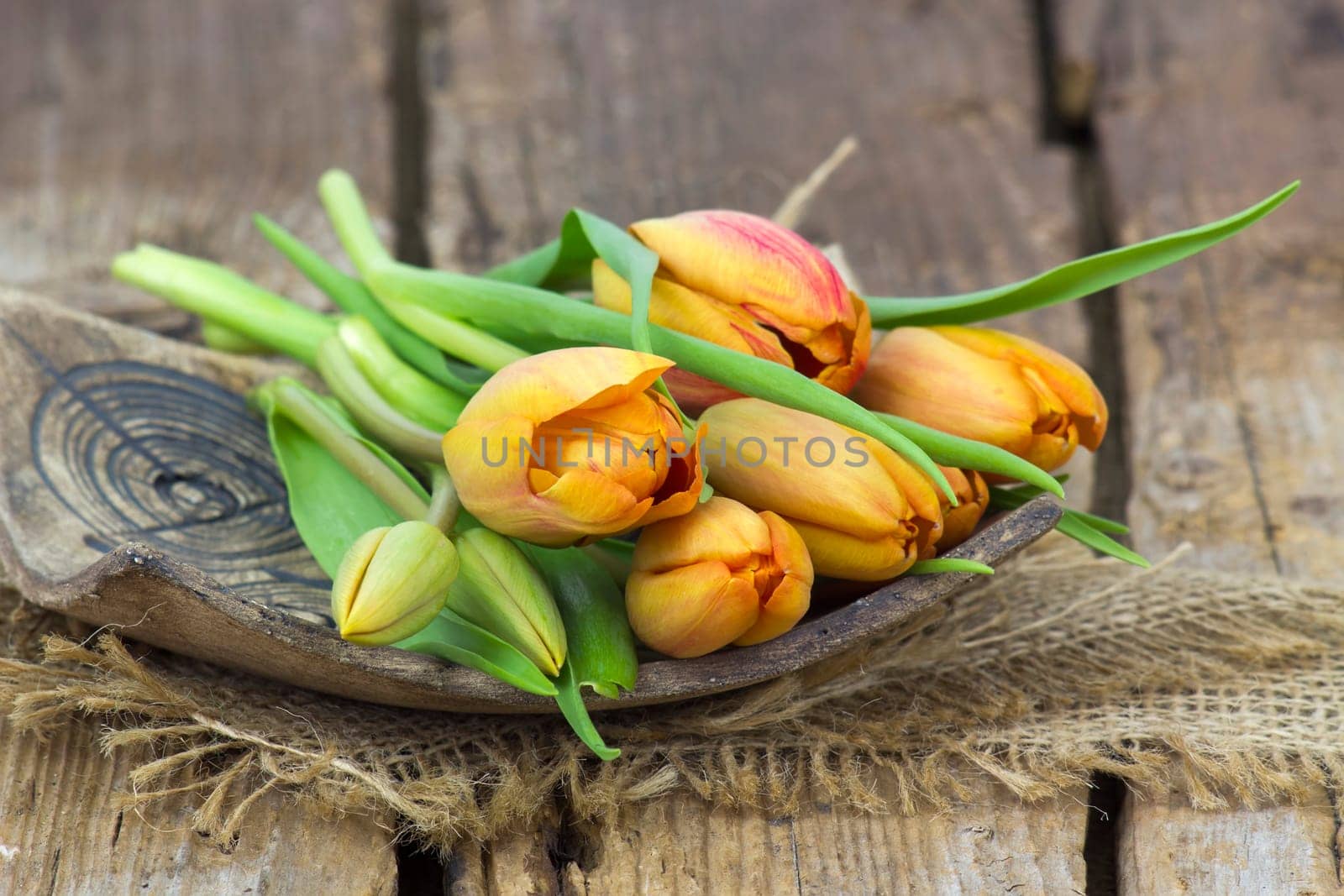 orange tulips on wooden background