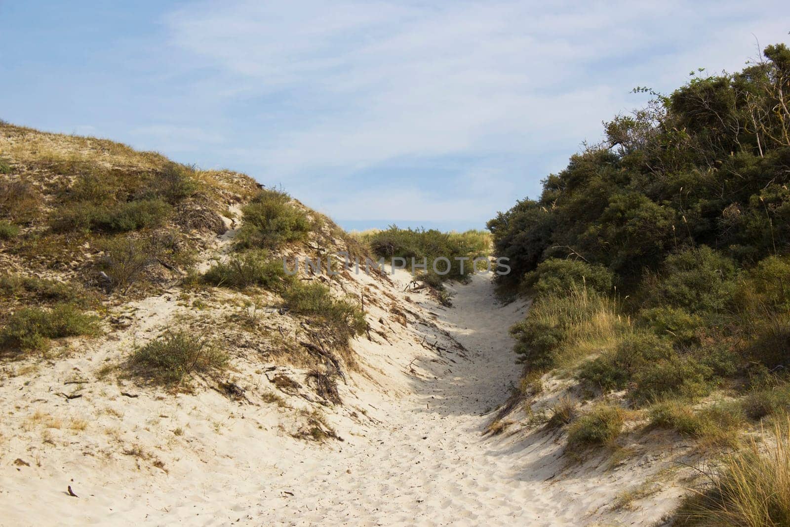 the dunes landscape in Haamstede, Zeeland in the Netherlands