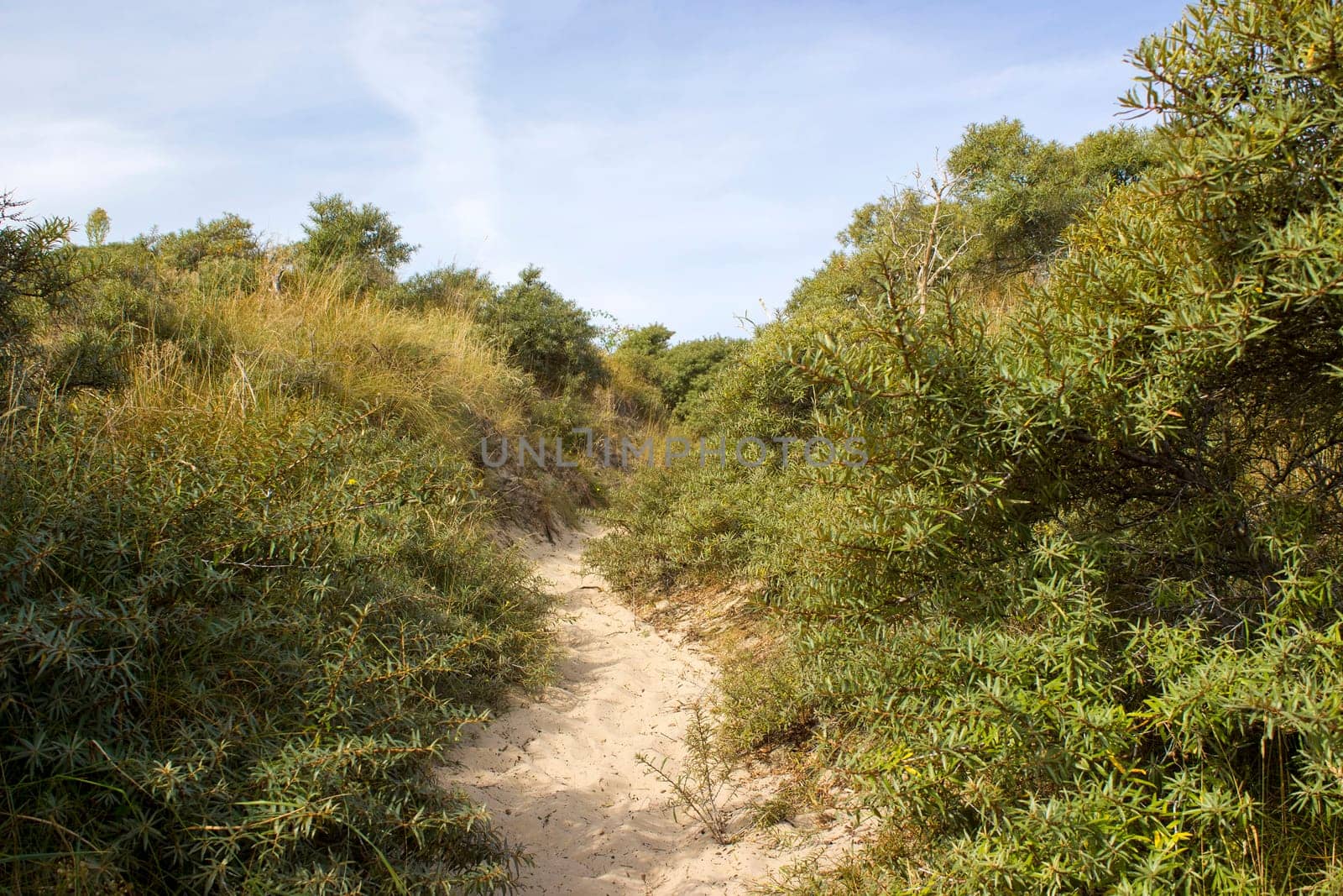 the dunes landscape in Haamstede, Zeeland in the Netherlands