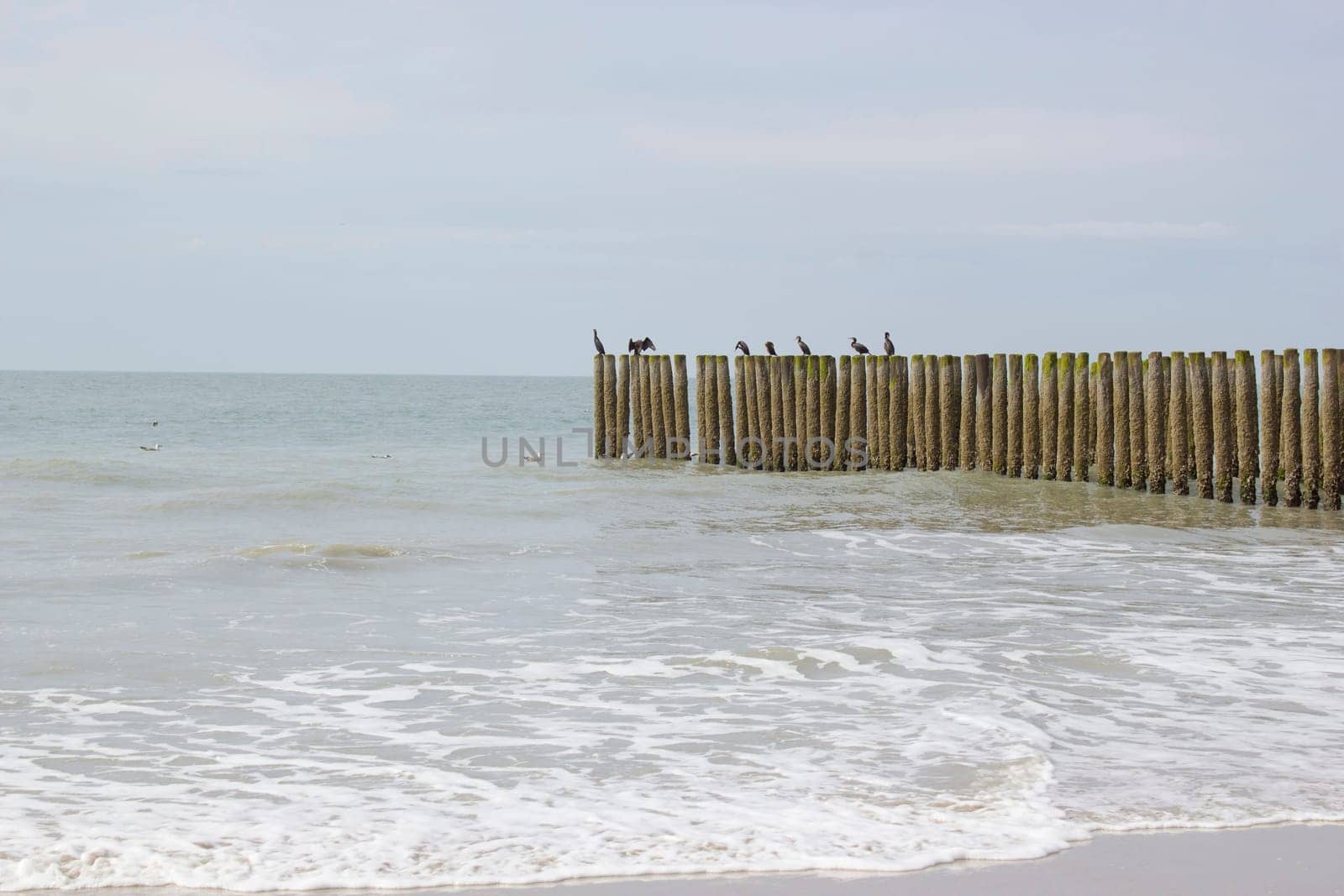 Wave breaker made of wooden stakes on the beach, Haamstede, Zeeland, Netherlands