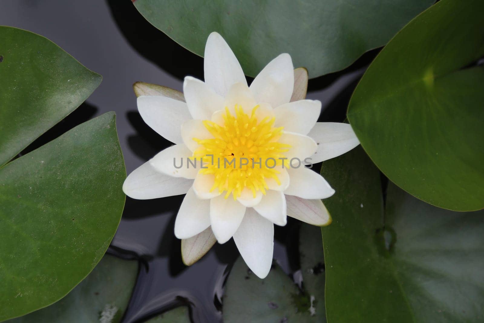 Nymphaea alba, also known as the European white water lily, white water rose or white nenuphar, is an aquatic flowering plant of the family Nymphaeaceae.