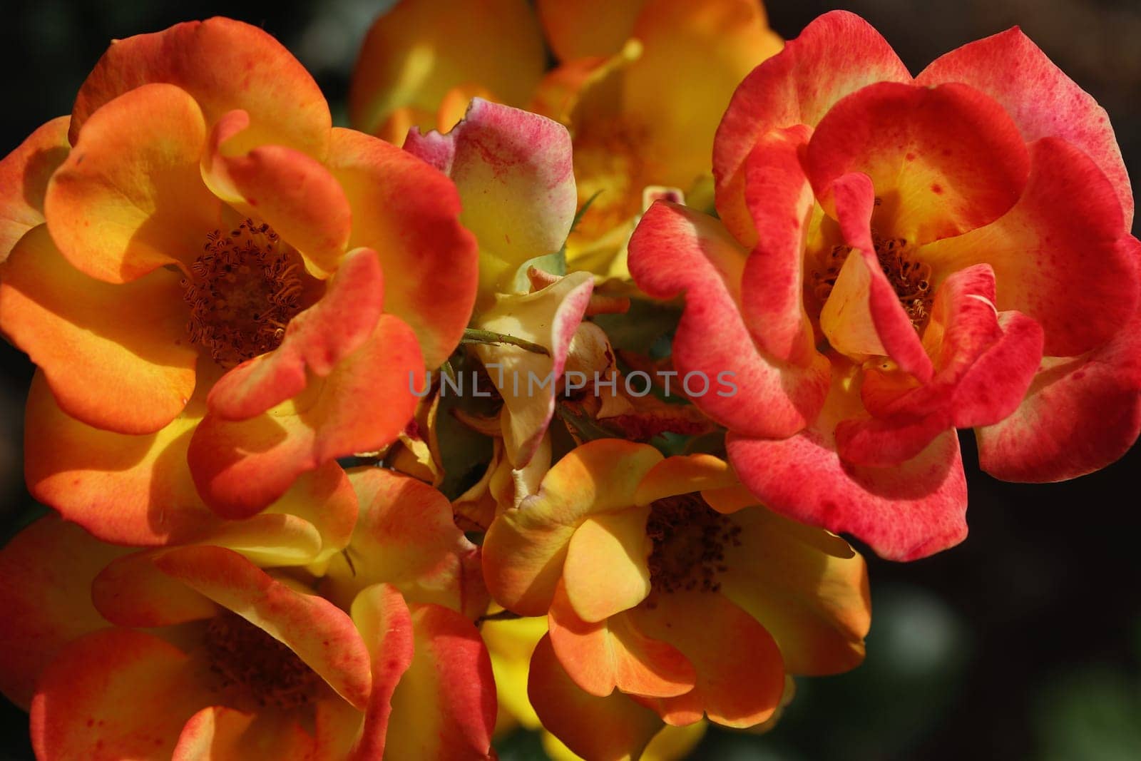 A rose is a woody perennial flowering plant of the genus Rosa, in the family Rosaceae, or the flower it bears