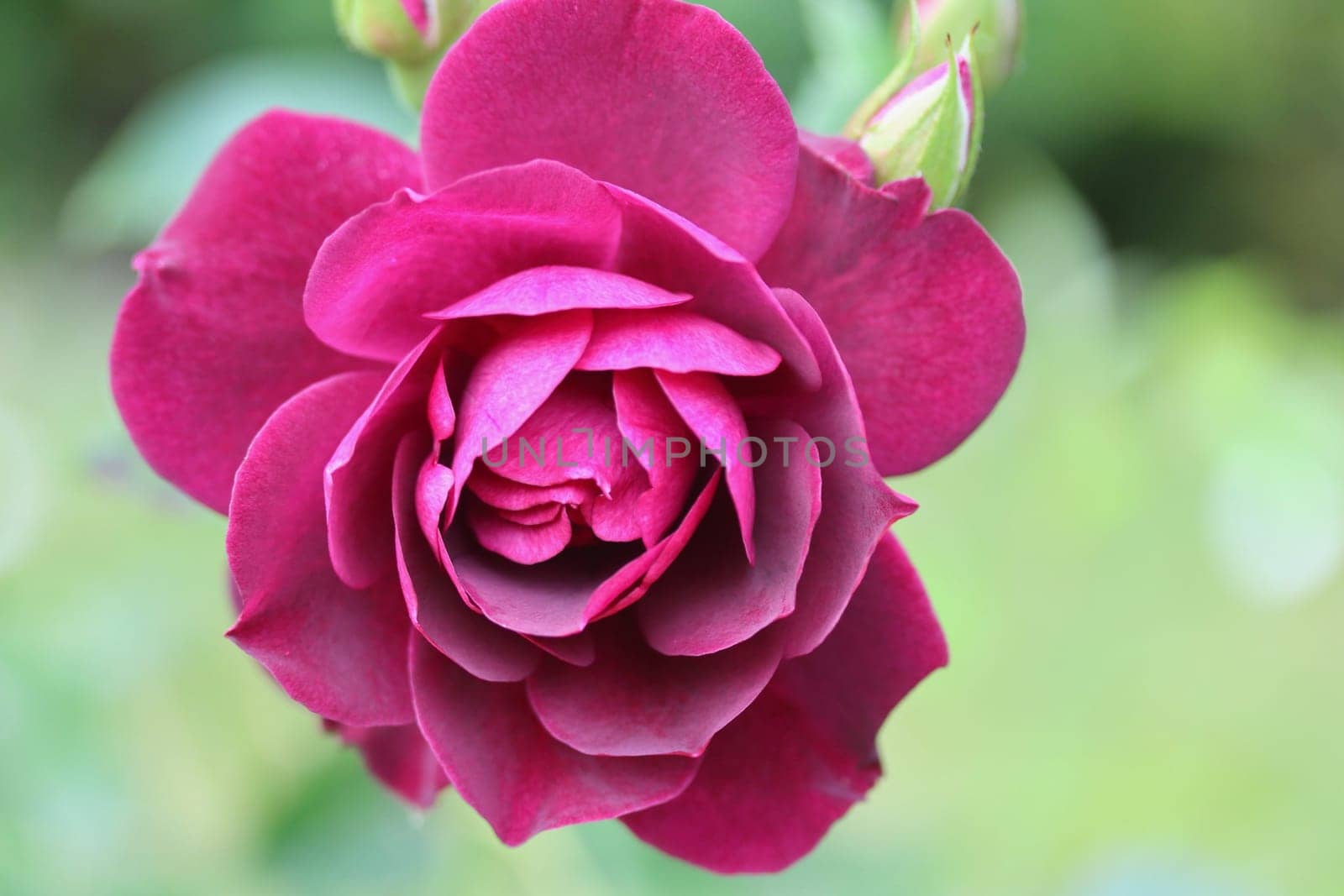 A rose is a woody perennial flowering plant of the genus Rosa, in the family Rosaceae, or the flower it bears
