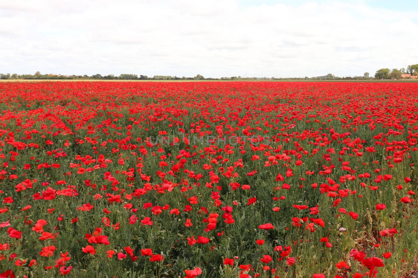 Papaver is a genus of 70–100 species of frost-tolerant annuals, biennials, and perennials native to temperate and cold regions of Eurasia, Africa and North America