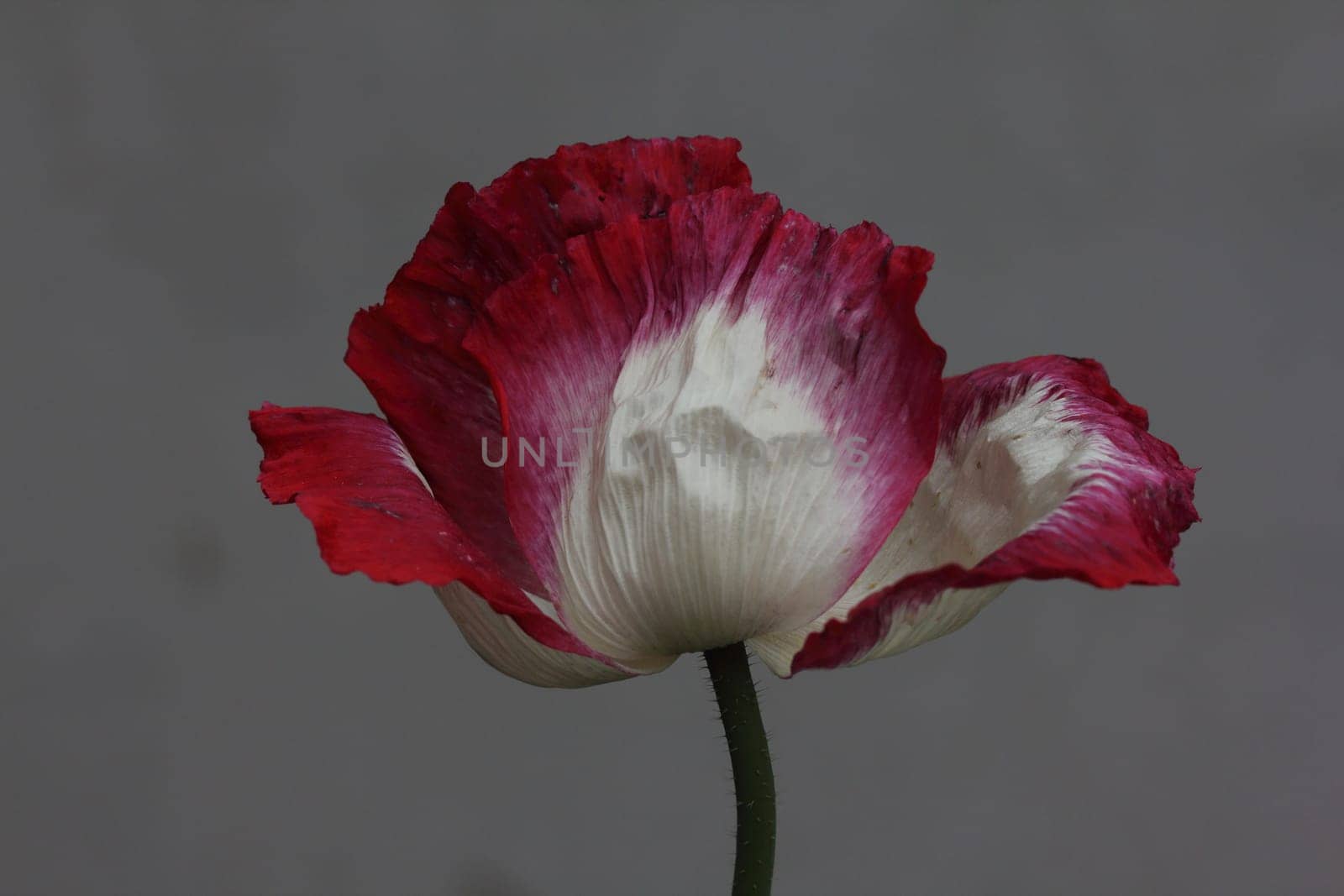 The Turkish poppy is a perennial, herbaceous plant and reaches stature heights up to 100 centimeters