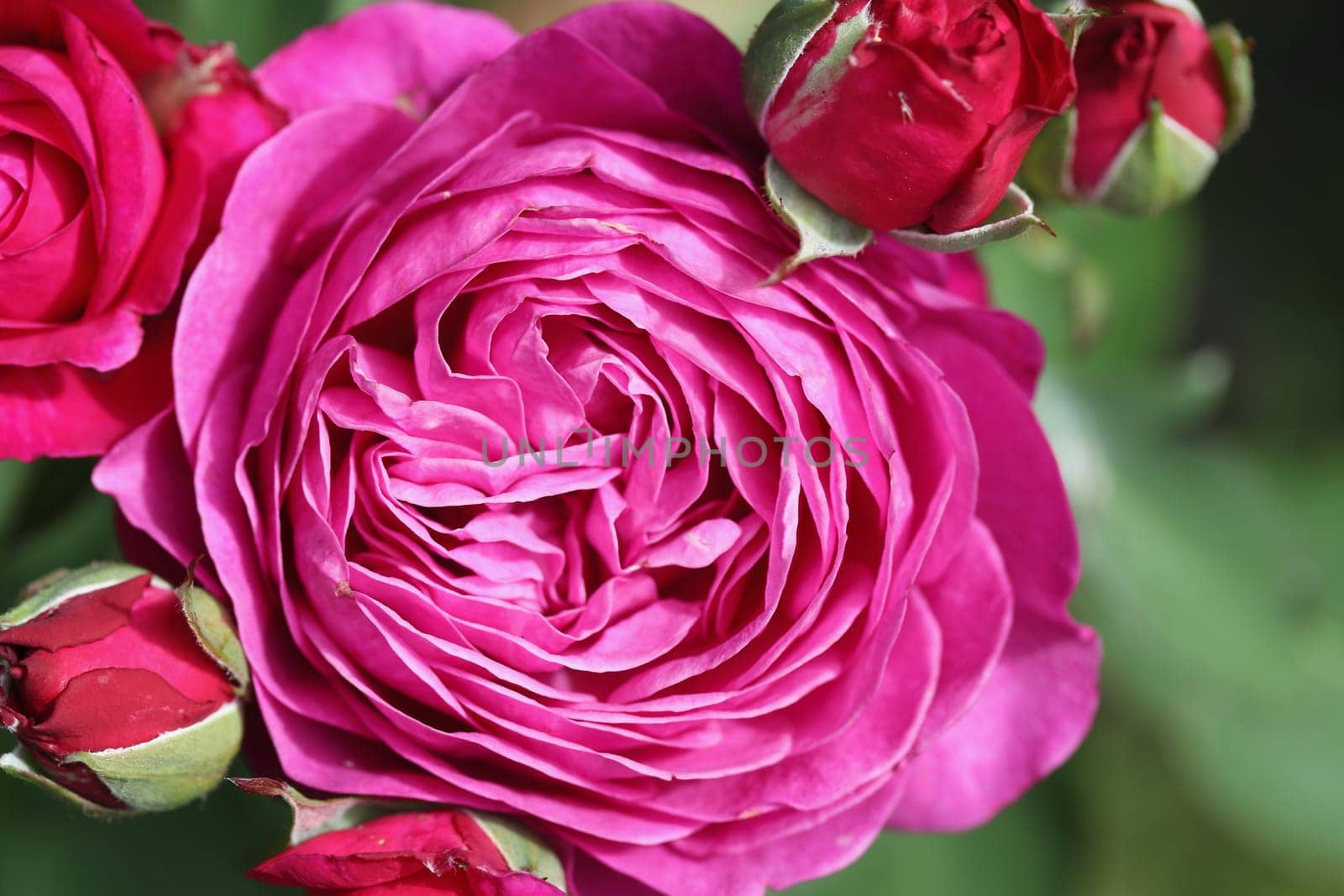 A rose is a woody perennial flowering plant of the genus Rosa, in the family Rosaceae, or the flower it bears
