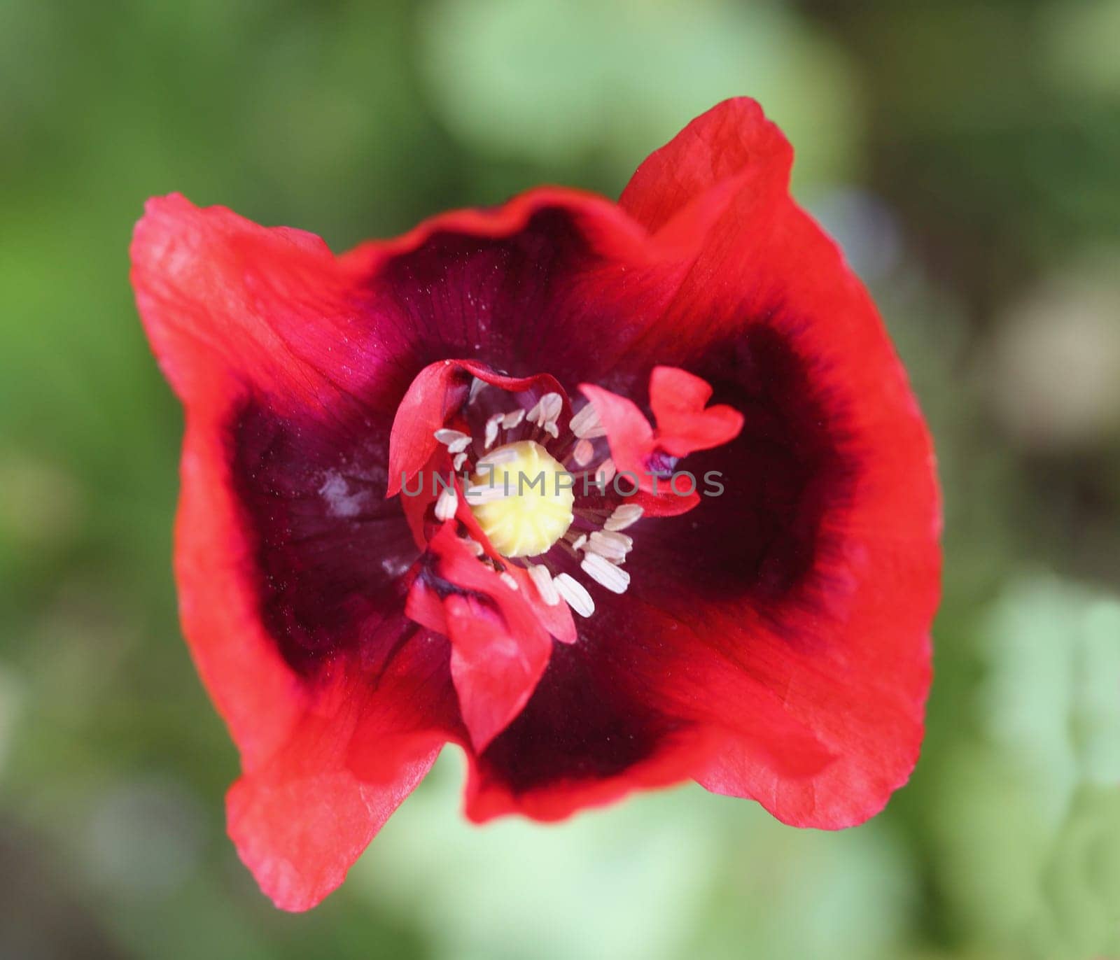 The Turkish poppy is a perennial, herbaceous plant and reaches stature heights up to 100 centimeters