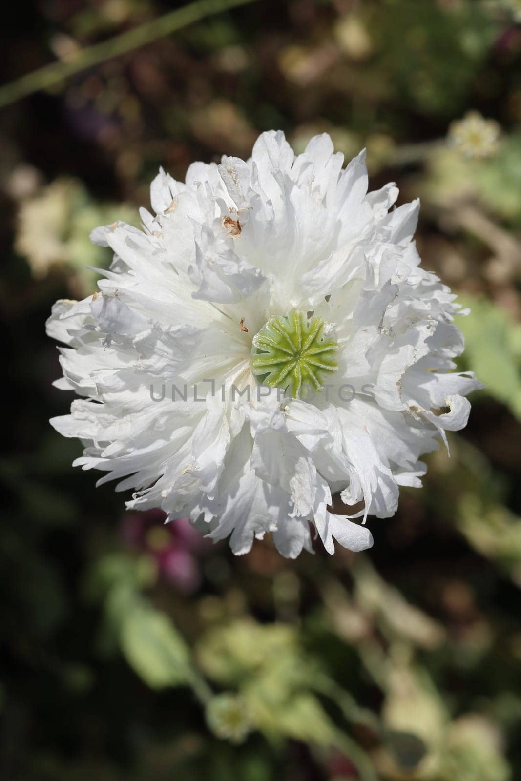 The Turkish poppy is a perennial, herbaceous plant and reaches stature heights up to 100 centimeters