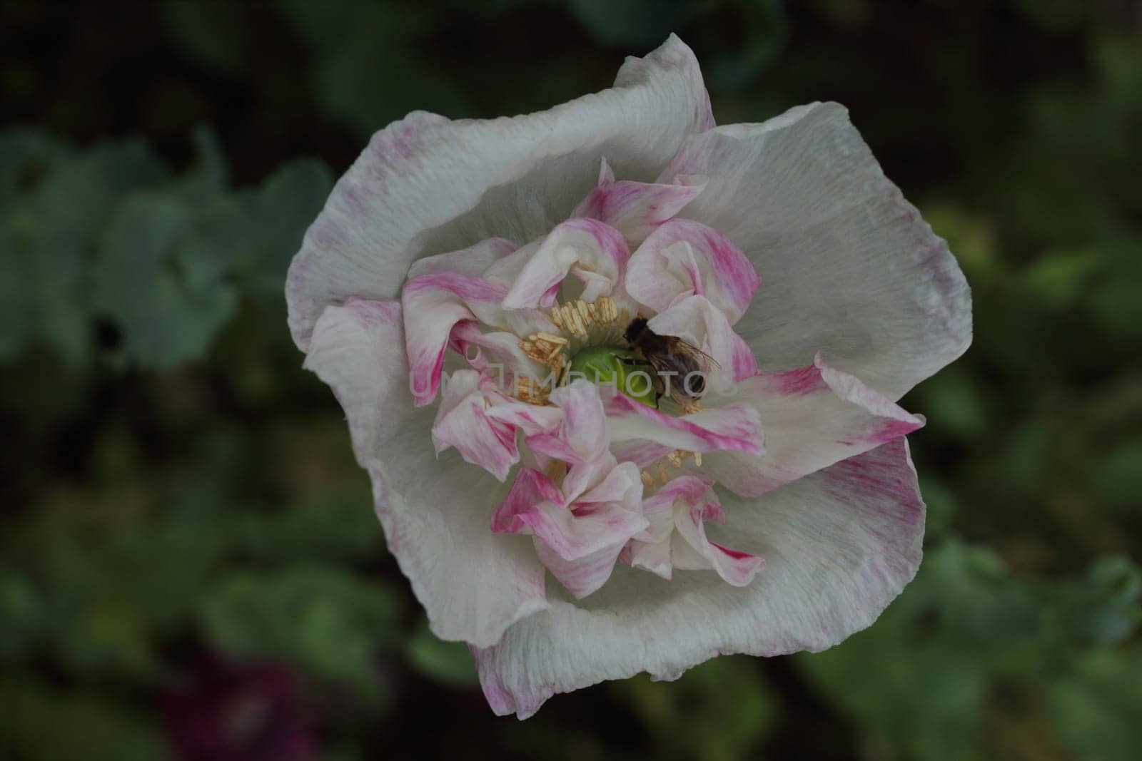 The Turkish poppy is a perennial, herbaceous plant and reaches stature heights up to 100 centimeters