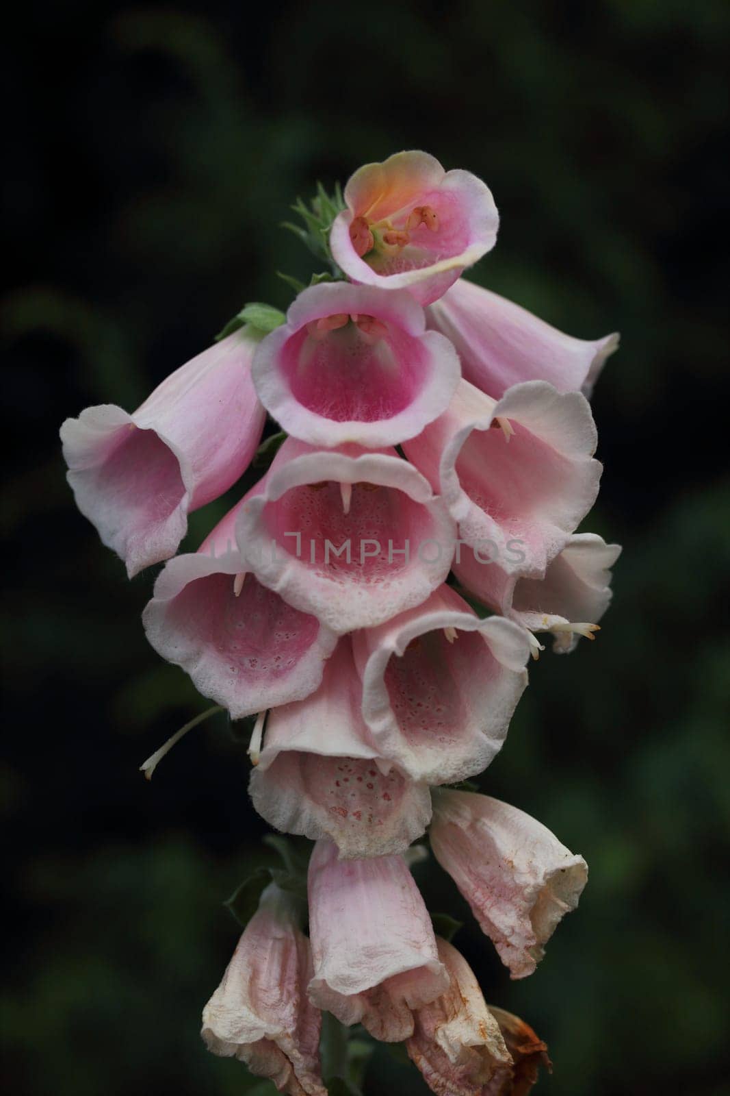 Digitalis is a genus of about 20 species of herbaceous perennials, shrubs, and biennials commonly called foxgloves