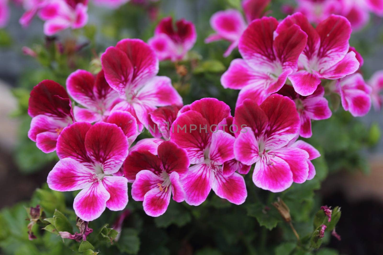pelargonium is a genus of flowering plants which includes about 200 species of perennials, succulents, and shrubs, commonly known as geraniums, pelargoniums, or storksbills