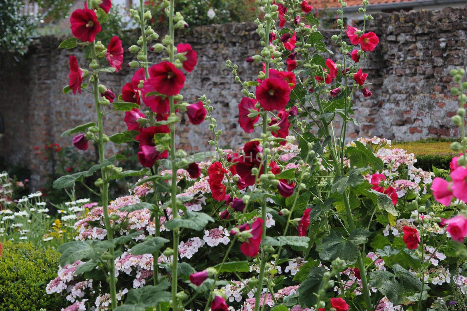 alcea is a genus of about 60 species of flowering plants in the mallow family Malvaceae, commonly known as the hollyhocks