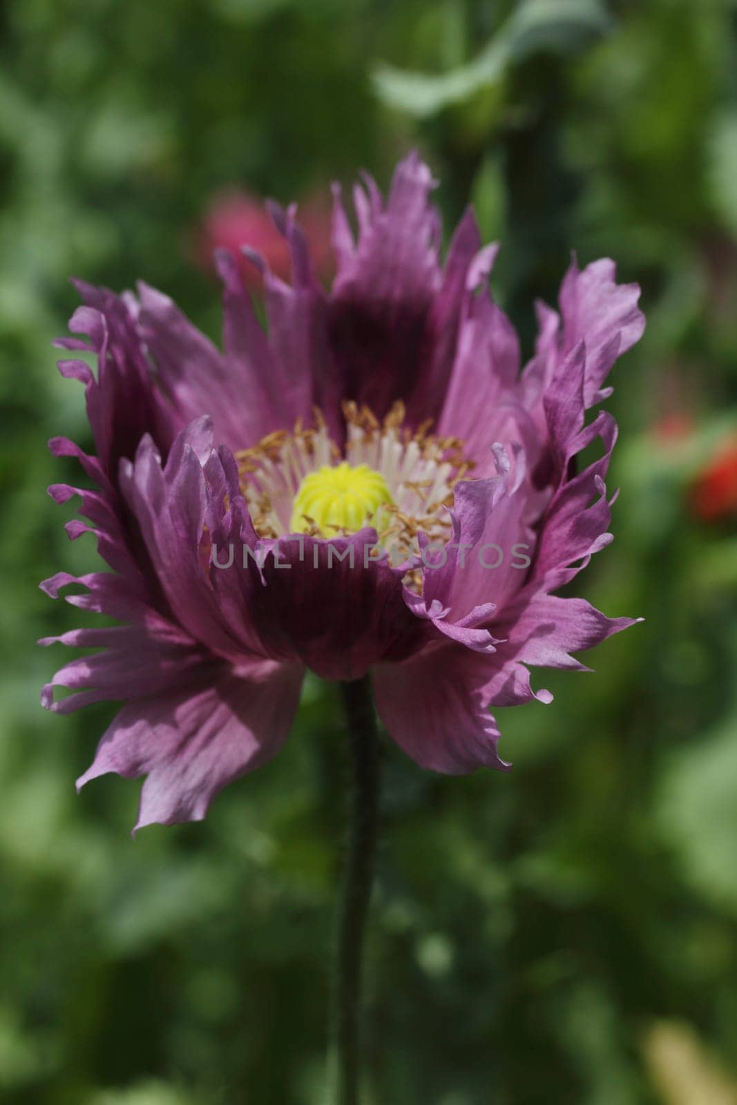The Turkish poppy is a perennial, herbaceous plant and reaches stature heights up to 100 centimeters