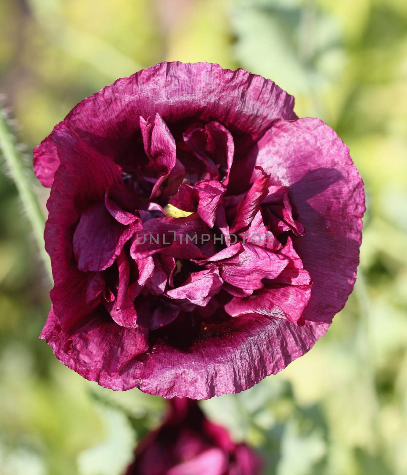 The Turkish poppy is a perennial, herbaceous plant and reaches stature heights up to 100 centimeters