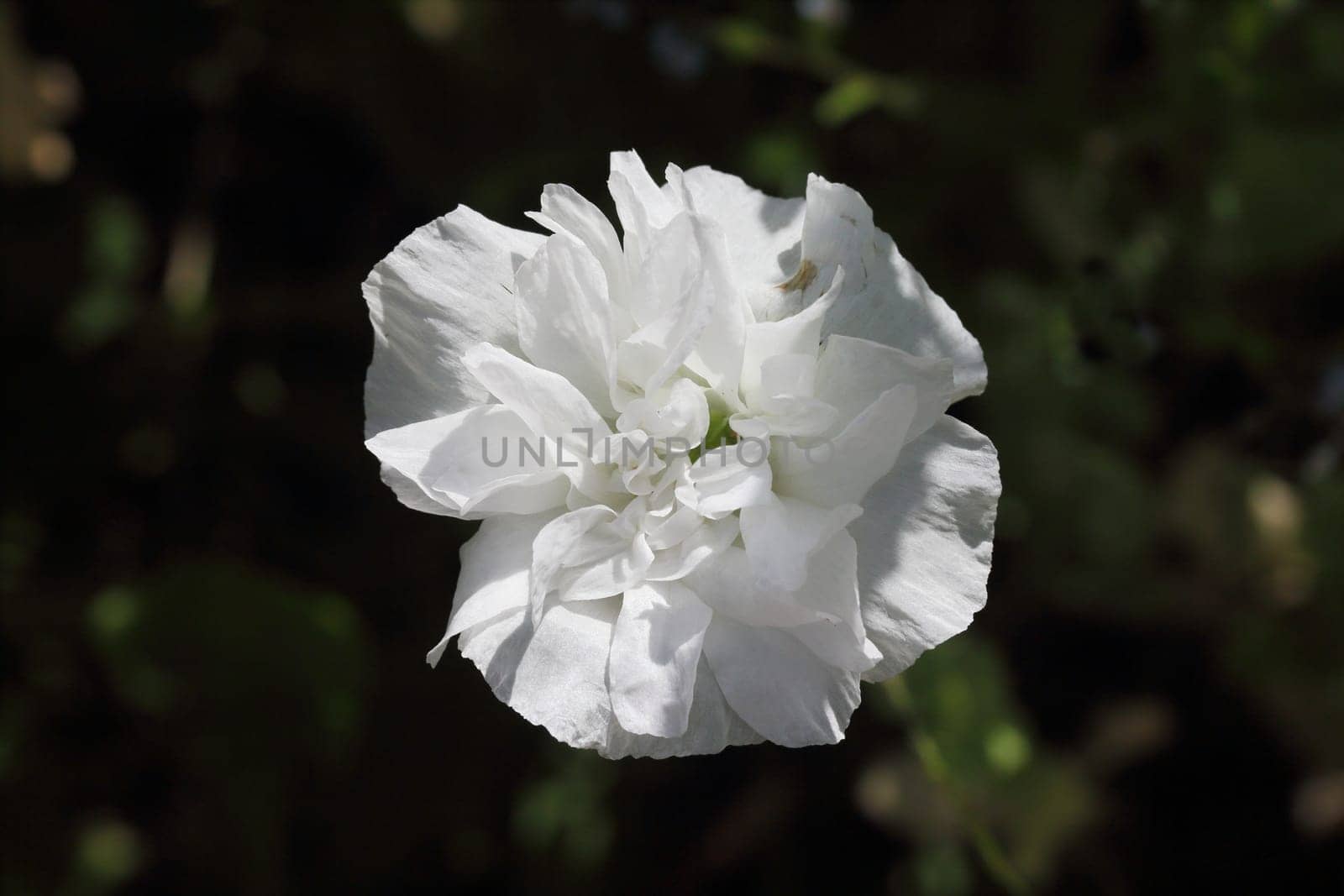 The Turkish poppy is a perennial, herbaceous plant and reaches stature heights up to 100 centimeters