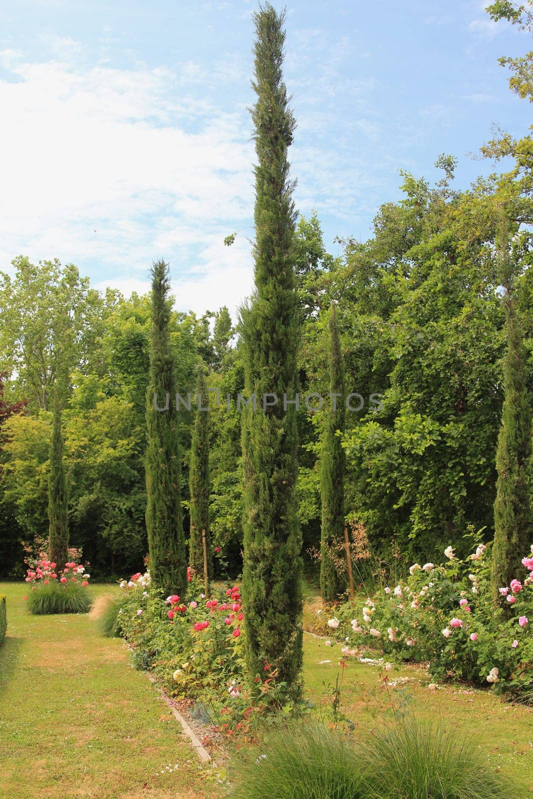 cupressus sempervirens, the Mediterranean cypress also known pencil pine,  is a species of cypress native to the eastern Mediterranean region