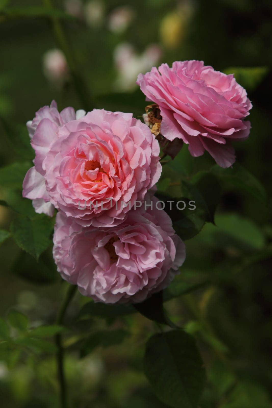 A rose is a woody perennial flowering plant of the genus Rosa, in the family Rosaceae, or the flower it bears