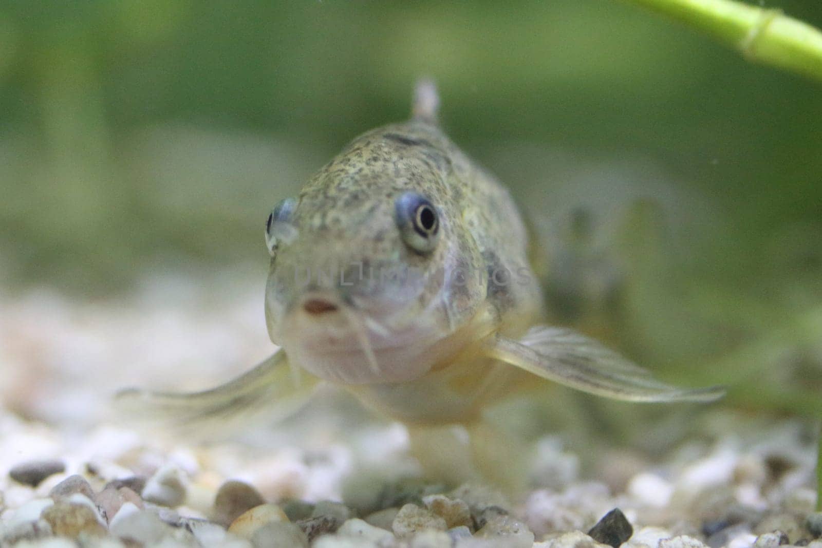 corydoras paleatus is a species of catfish (order Siluriformes) of the family Callichthyidae.