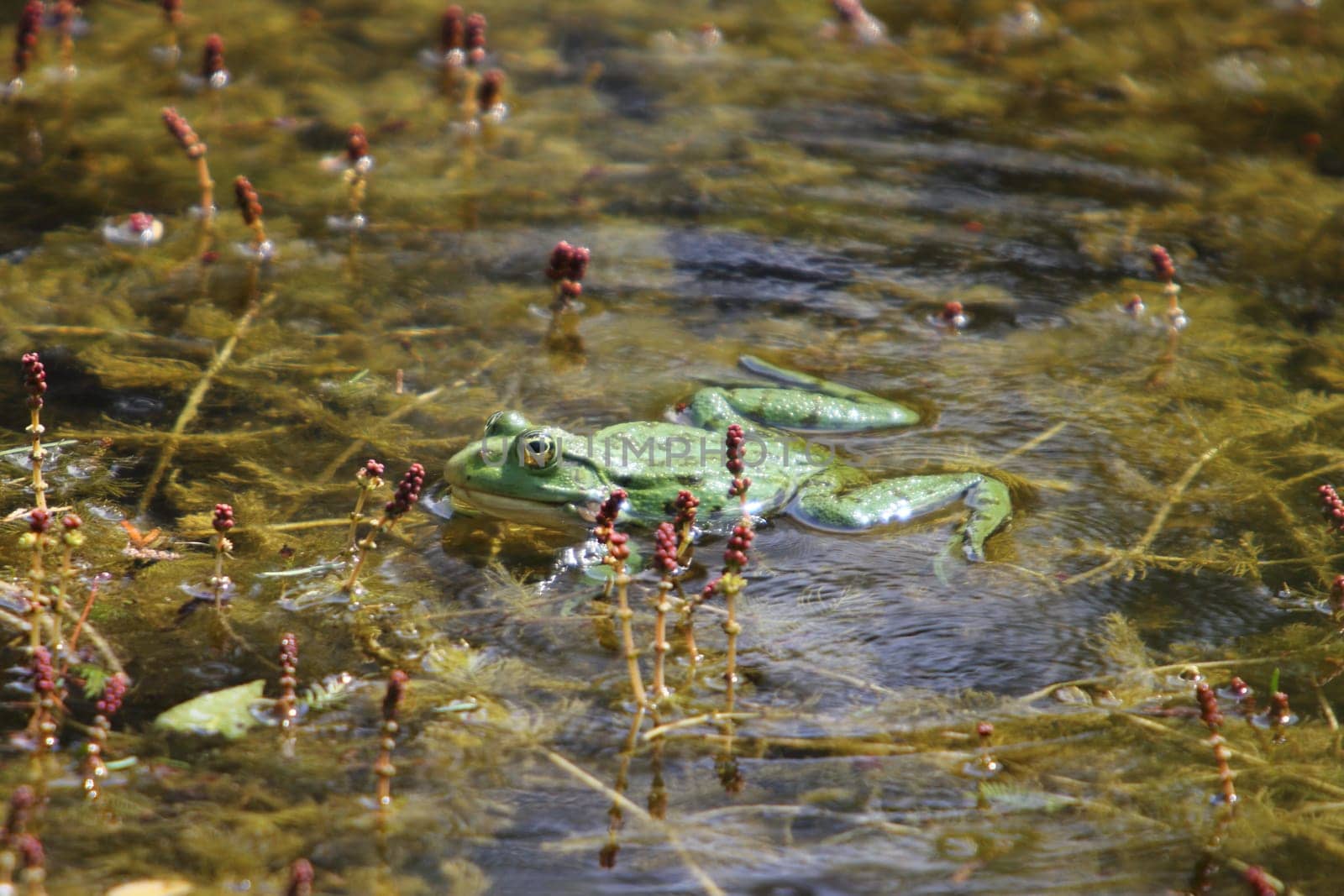 Pelophylax is a genus of true frogs widespread in Eurasia, with a few species ranging into northern Africa